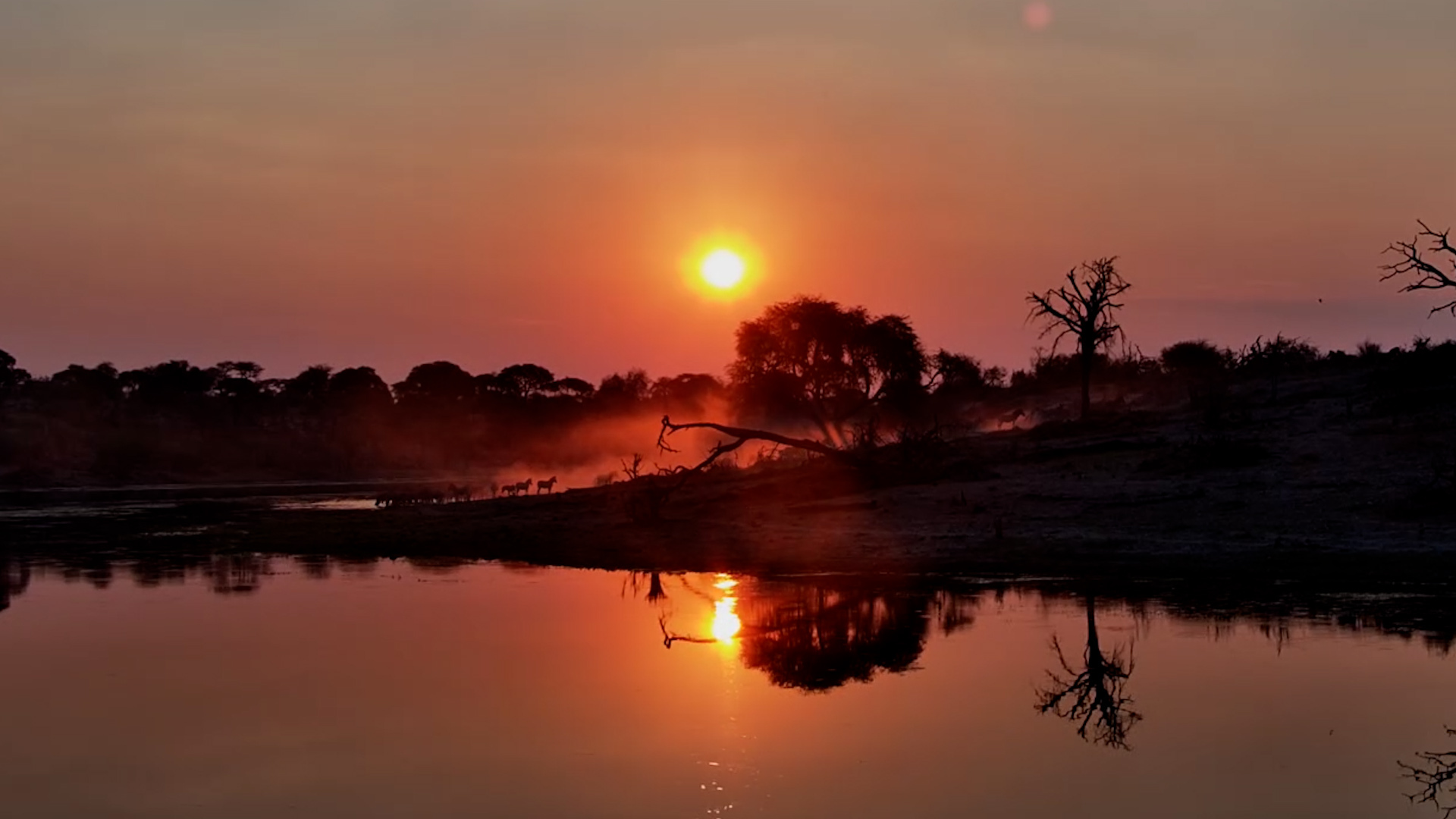 Zebras Disappear Into a Dust Cloud at Sunset