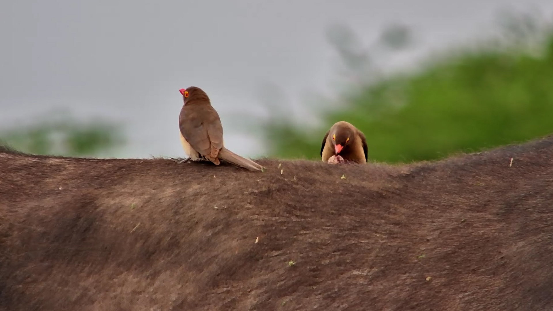 Watch This Oxpecker Pull a HUGE Tick Off a Buffalo!