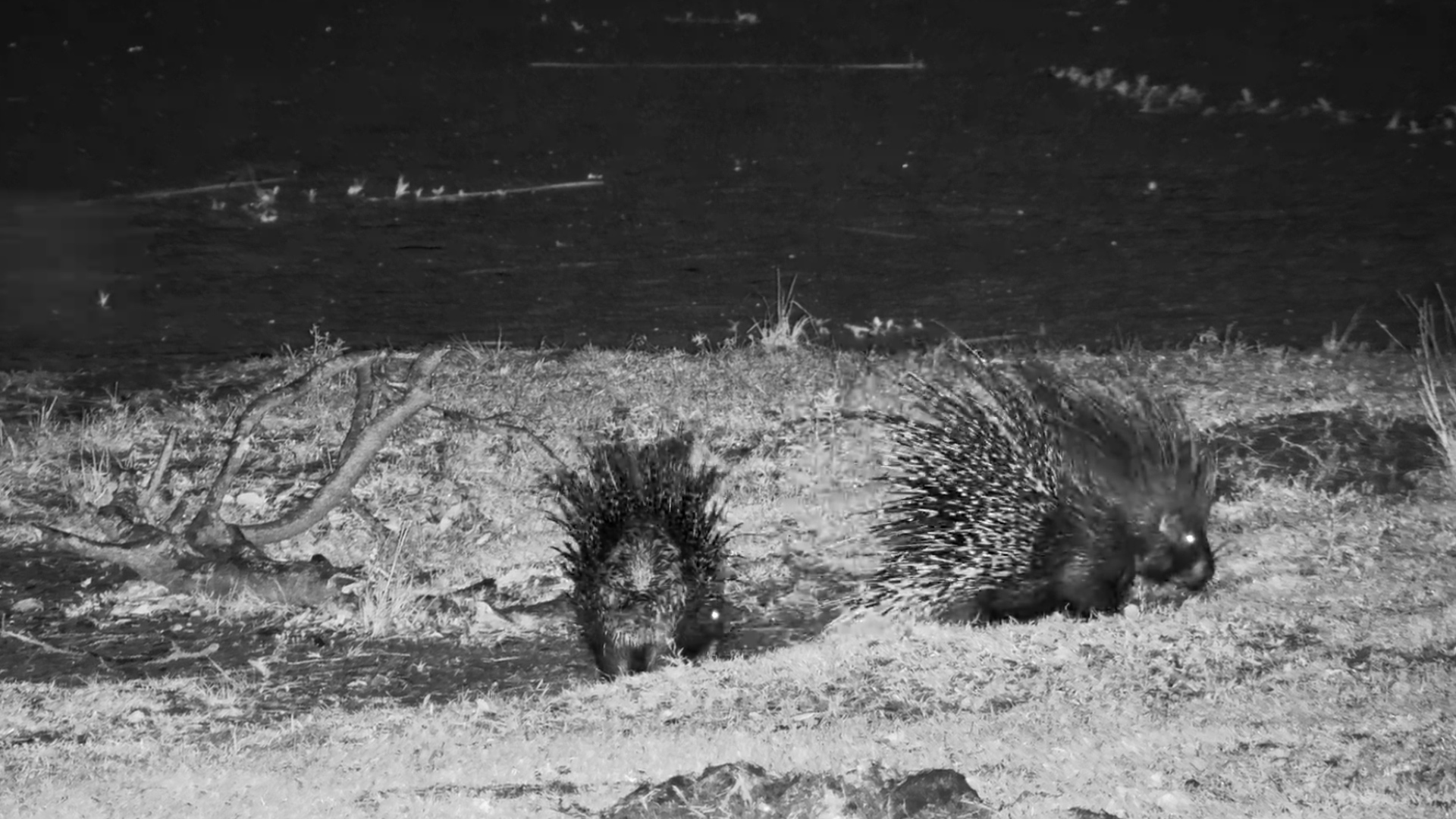 Two Porcupines Head Out for a Midnight Snack