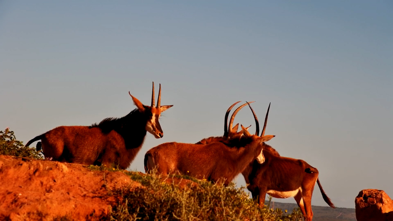 Sable Antelope Walk Into View at Founders