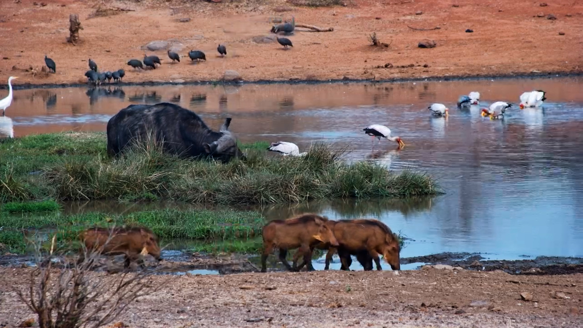 How Many Species Can You Spot at This Waterhole?