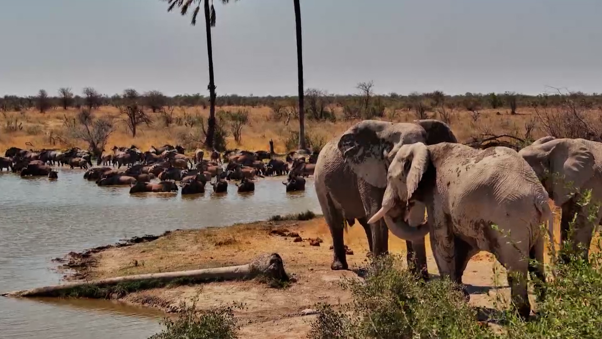 Elephants Relax as Wildebeest Wander In