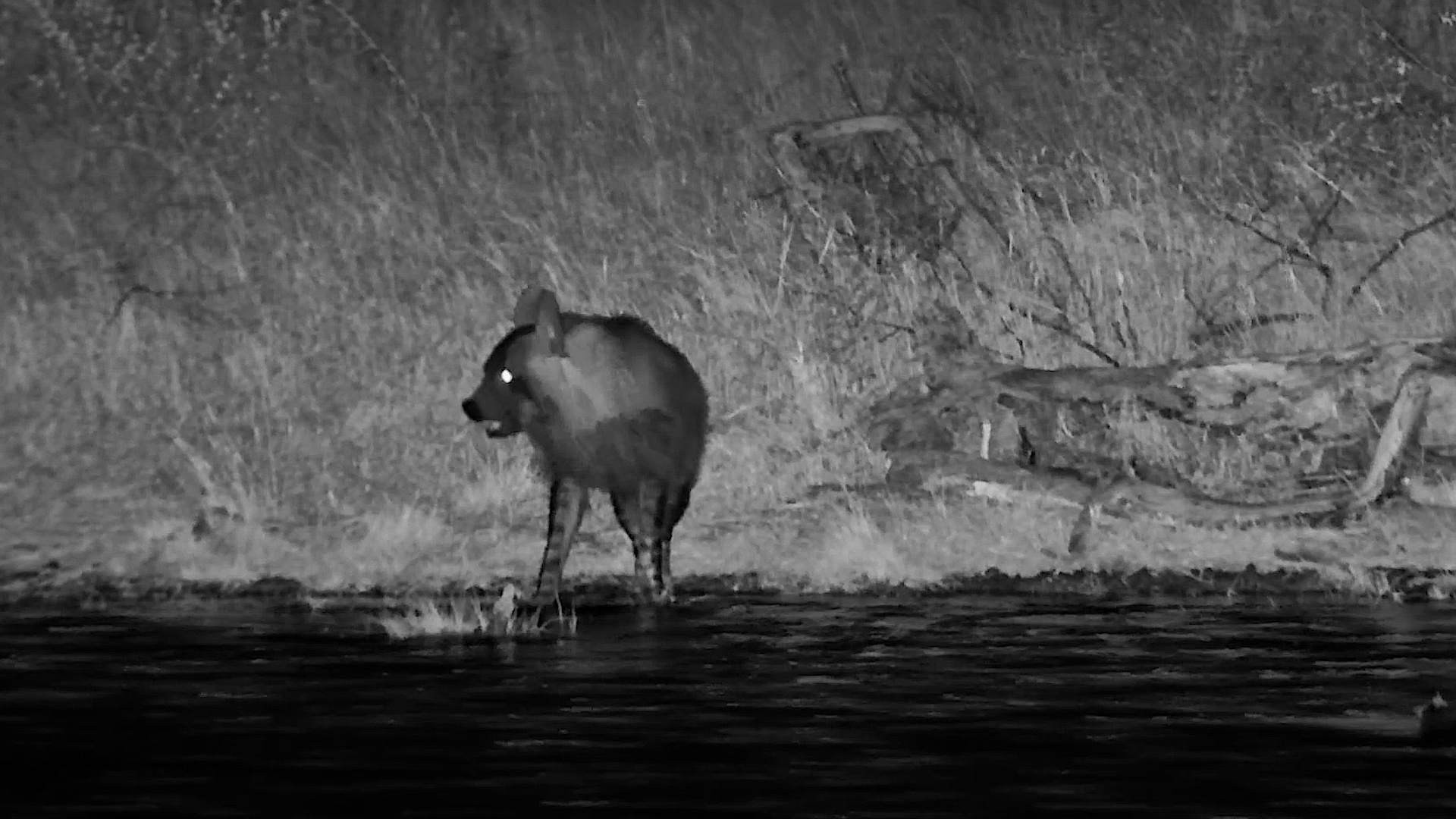 Brown Hyena Slips In for a Drink Under Cover of Darkness