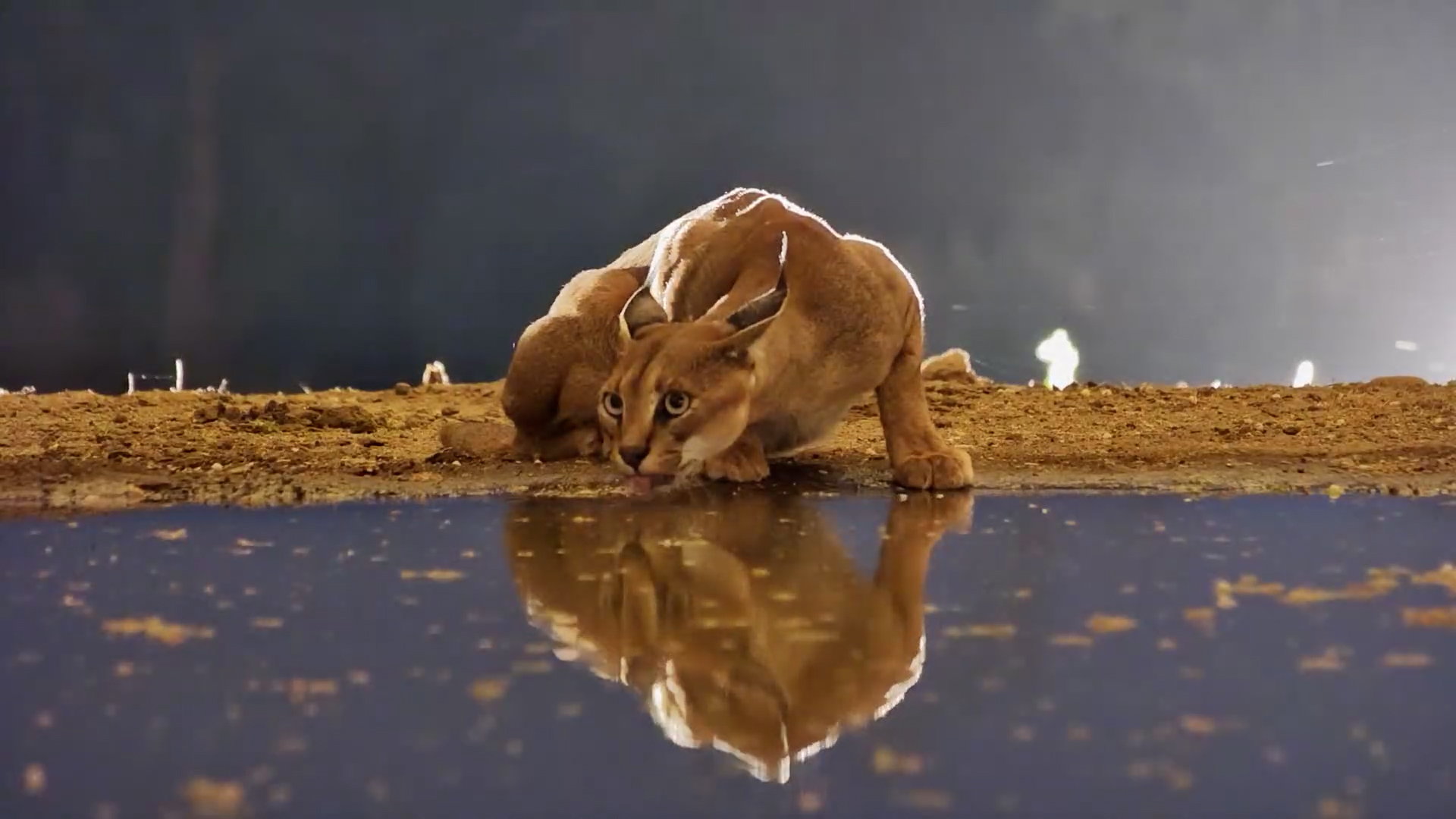 Caracal Senses Danger Seconds Before Leopard Charges!