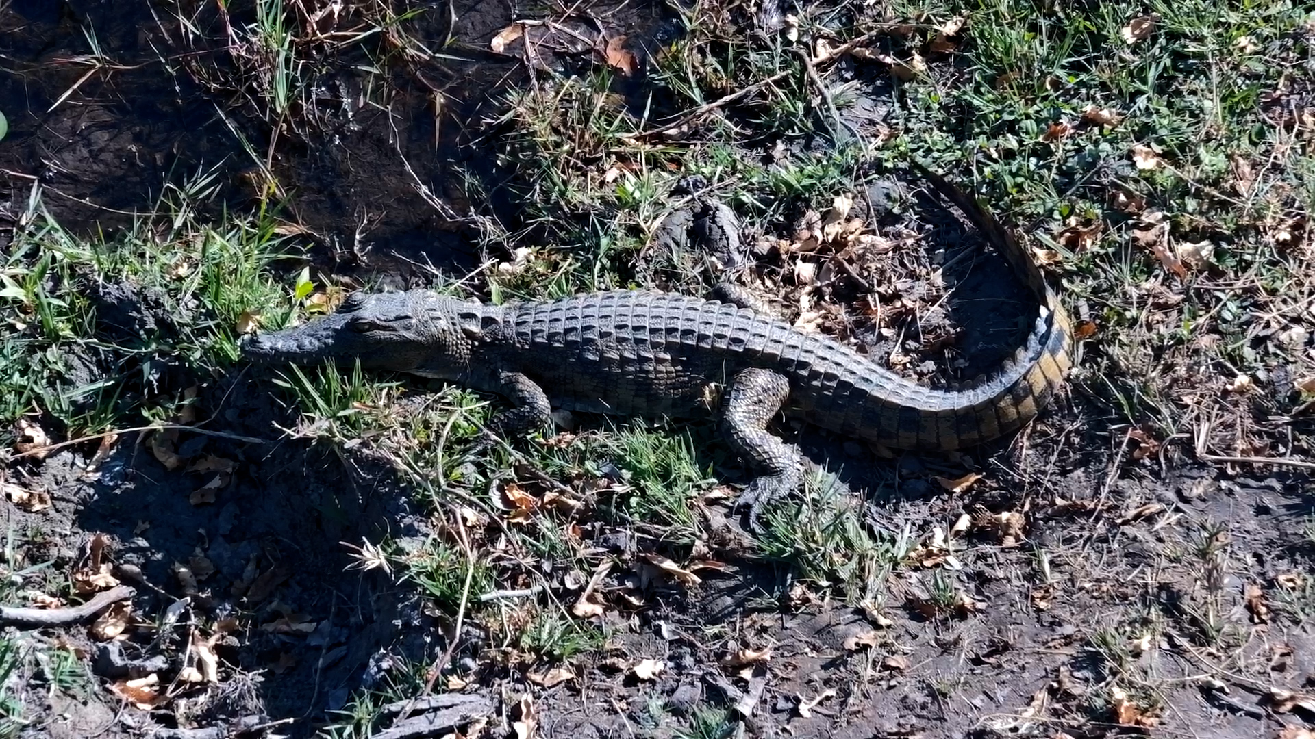 Croc Soaks Up the Sun Right Below the Camera!