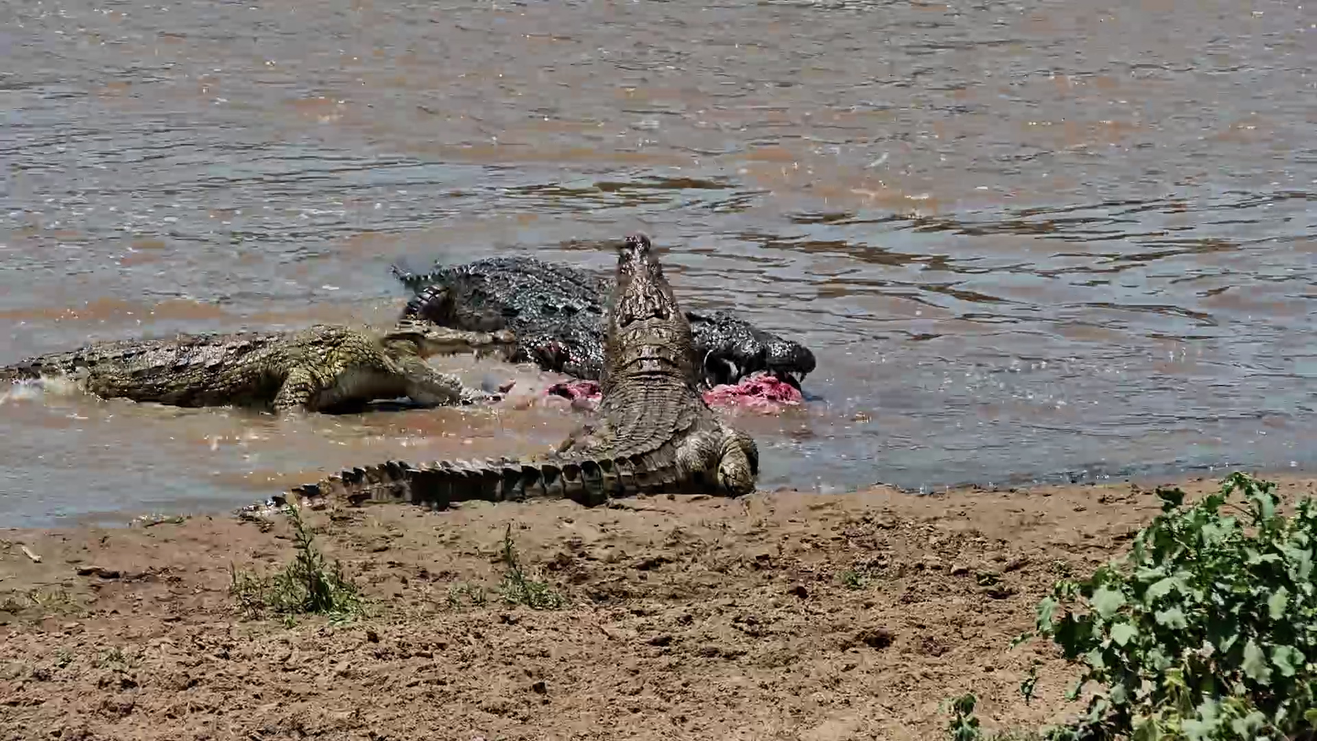 Monster Crocodile Feeds on a Wildebeest in the Mara River
