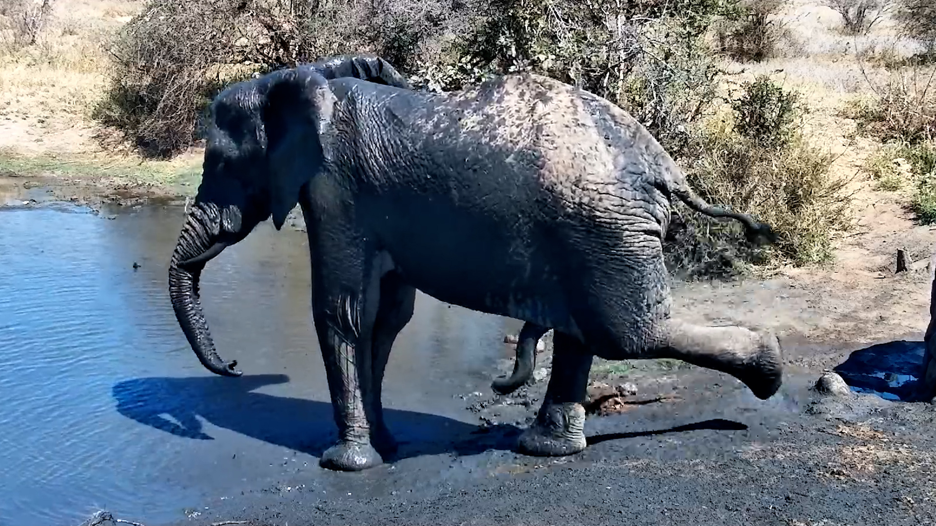 Four Legs Apparently Aren't Enough for This Elephant