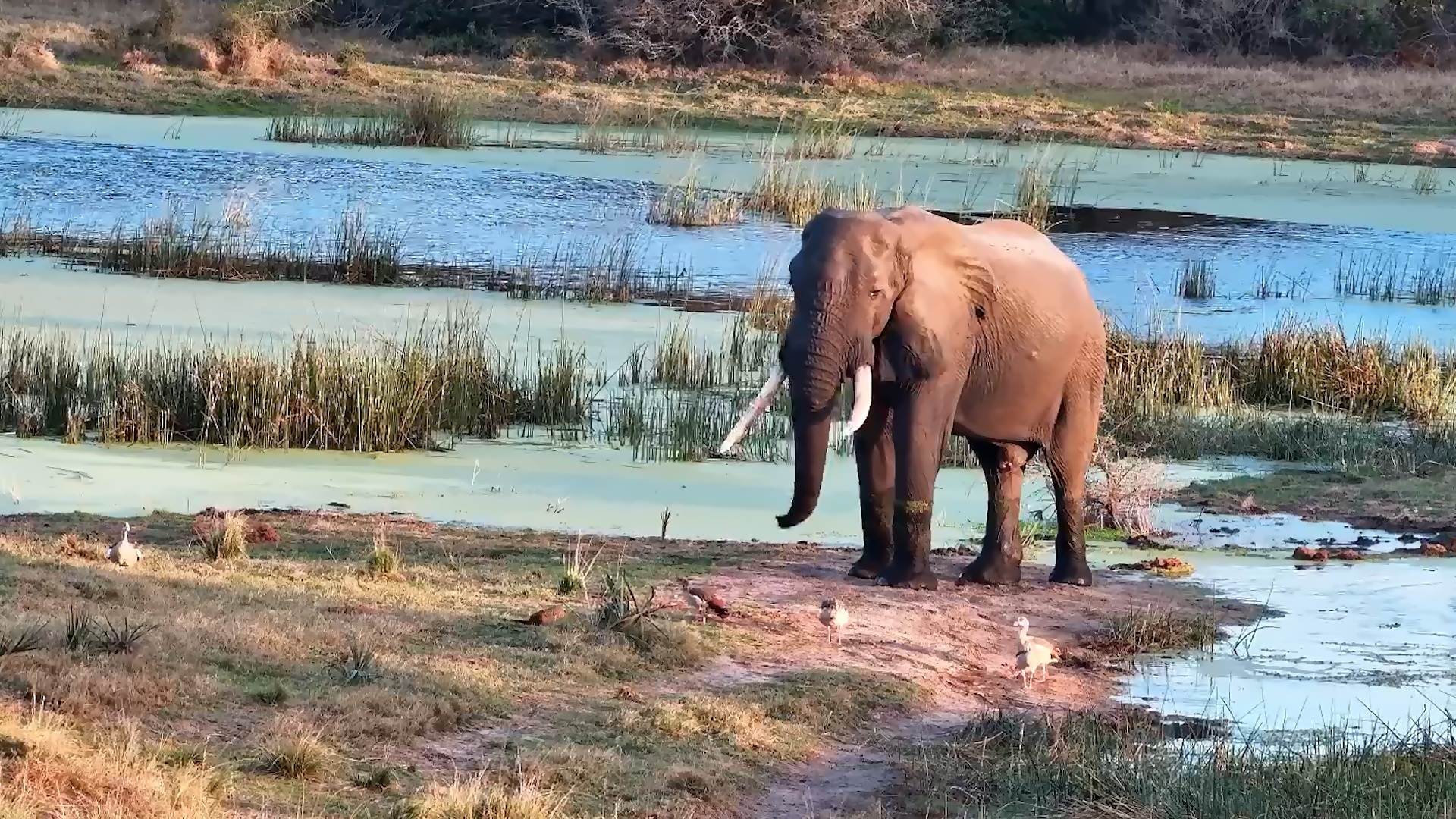 Elephant Relaxes While Impala & Geese Gather Nearby