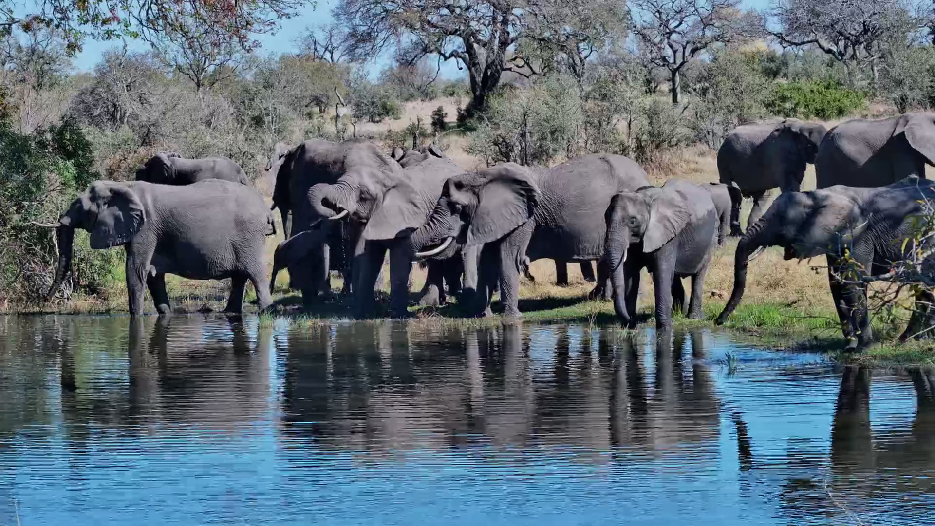 Roy's Dam Fills Up With Elephants!