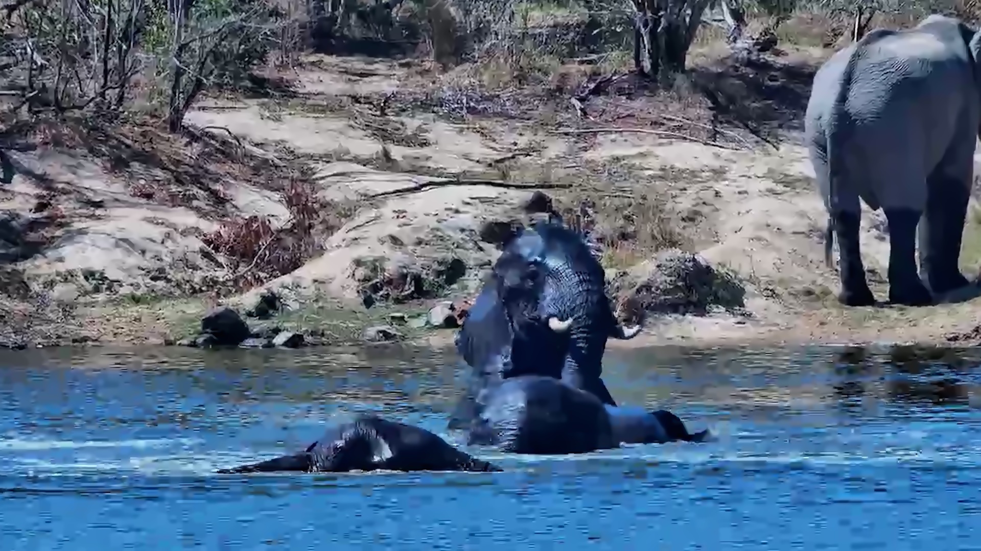 The Best Pool Party in the African Bush