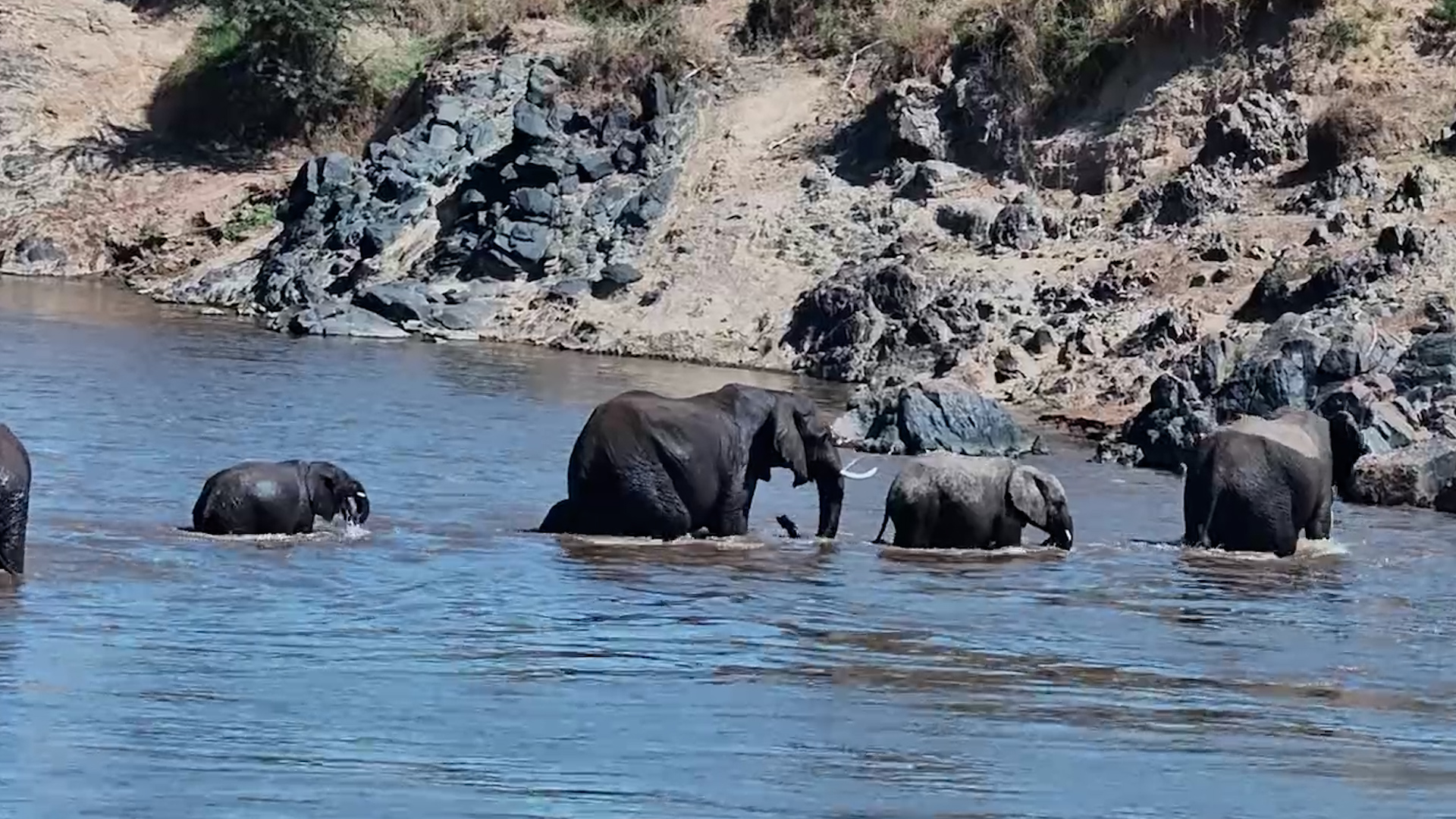 Elephants Cross the Mara River... With a Quick Dip on the Way!