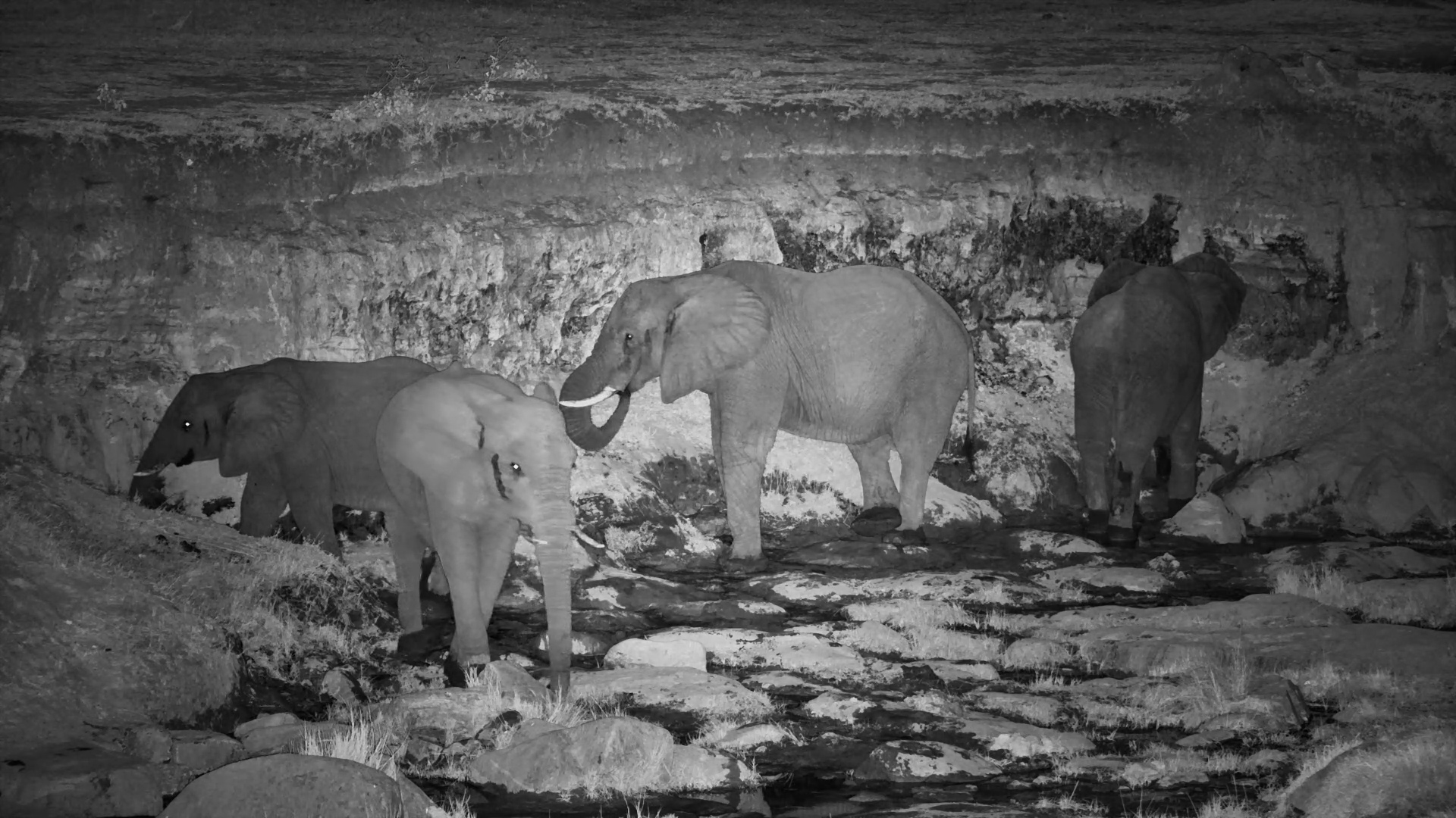 When Darkness Falls, the Elephants Come to the Springs