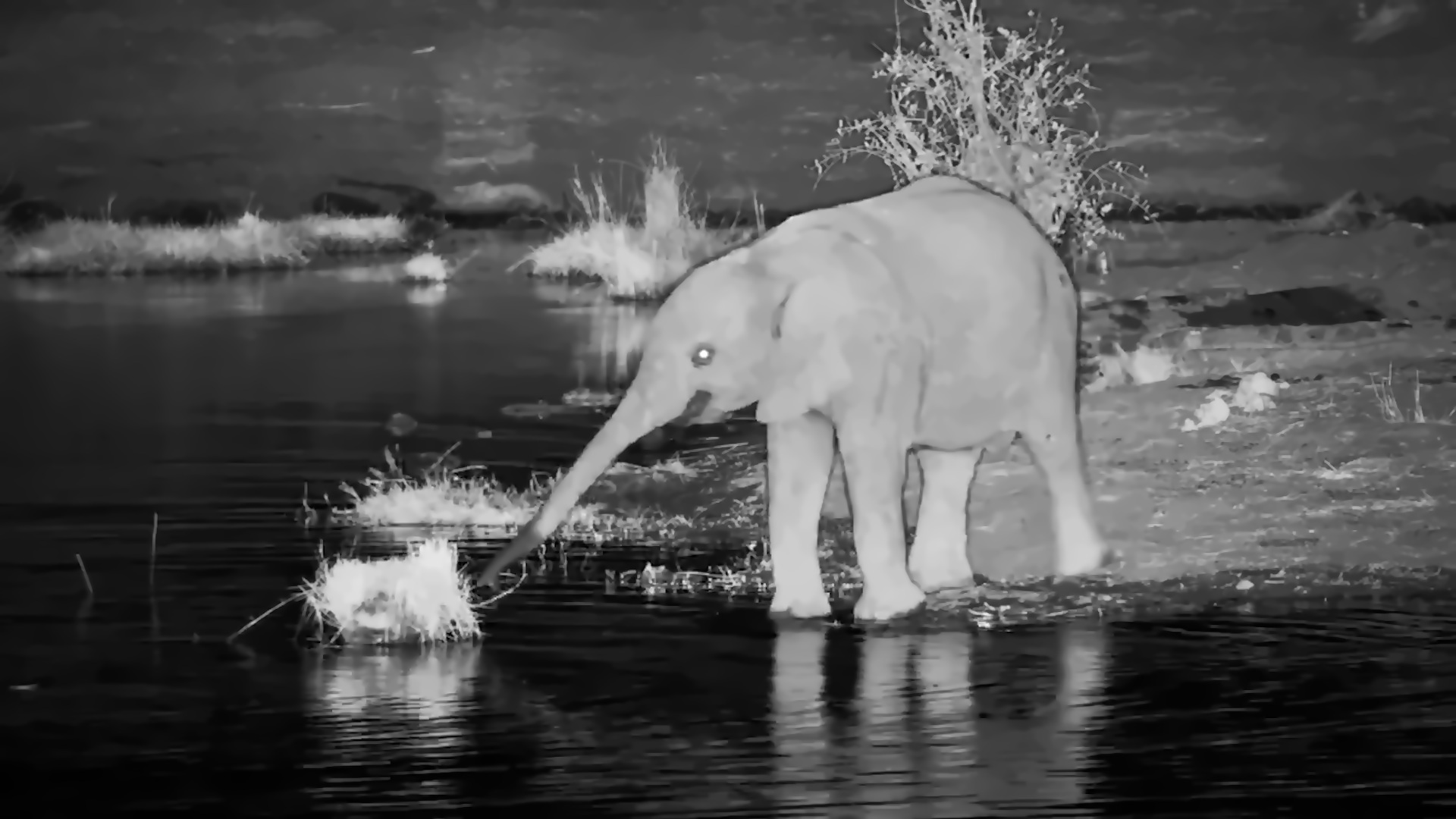 Baby Elephant & Mum Stop for a Family Drink