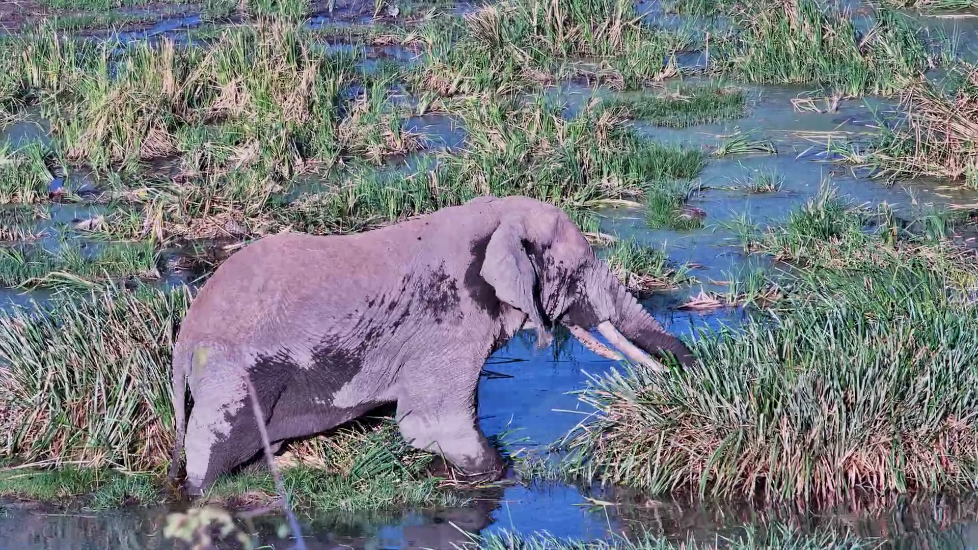 Elephants Wade Into a Feast of Fresh Greens