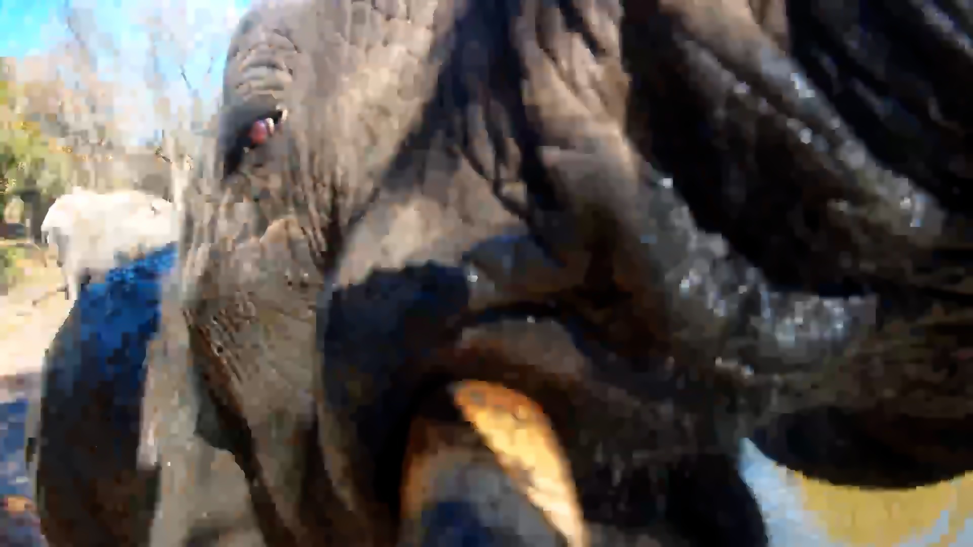 Thanks, Elephant... Now Who's Cleaning the Camera?