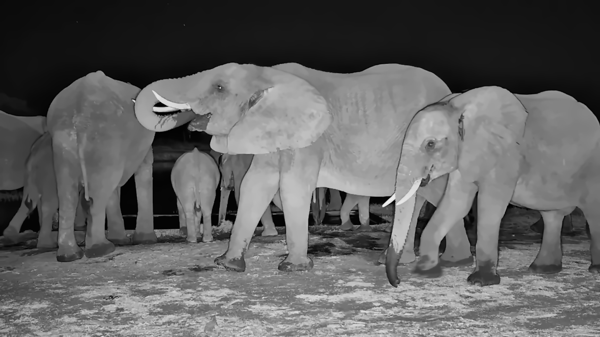Elephants After Dark: A Waterhole Timelapse