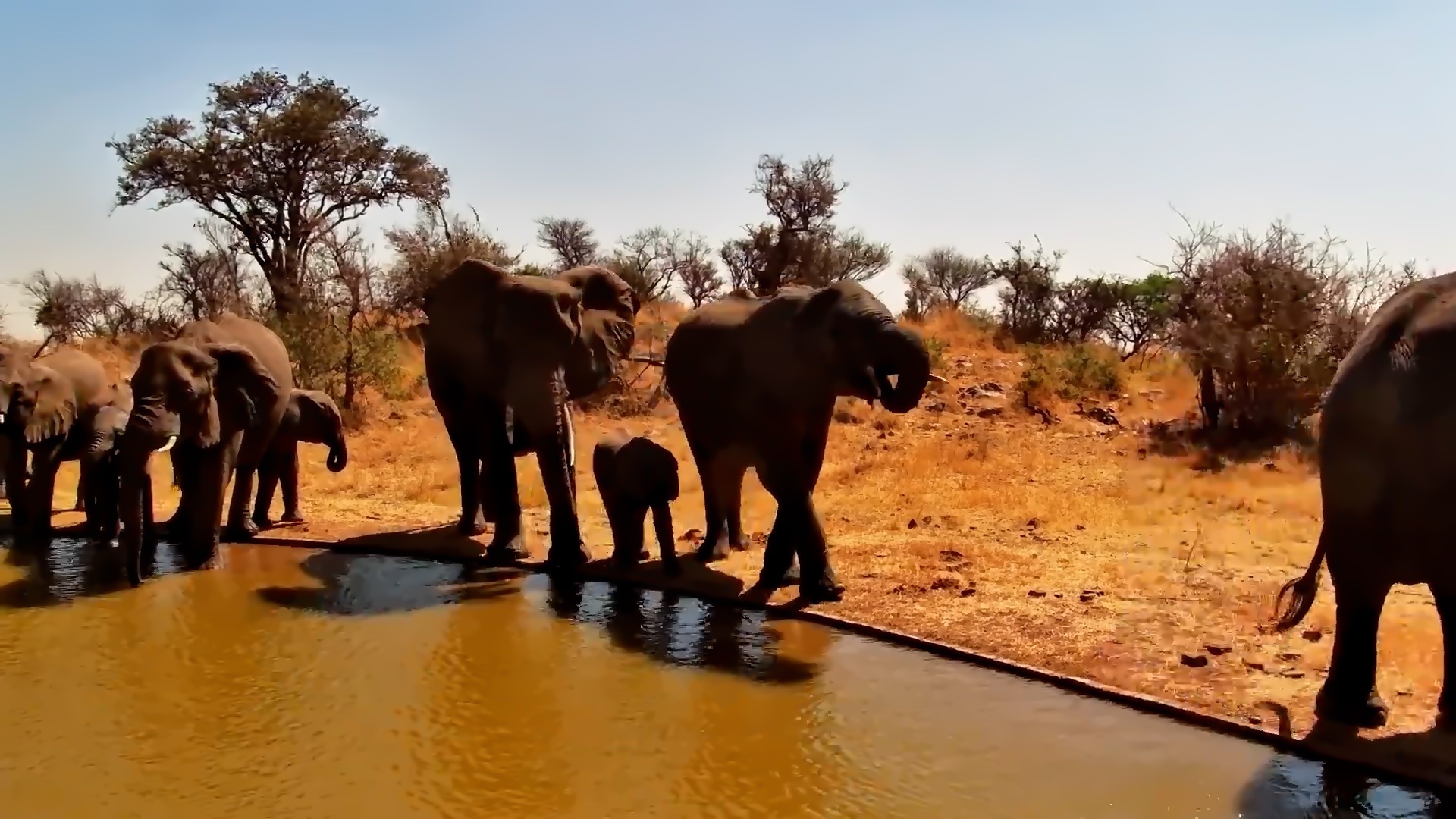 Elephants Stop for Water Before Heading Straight to Lunch