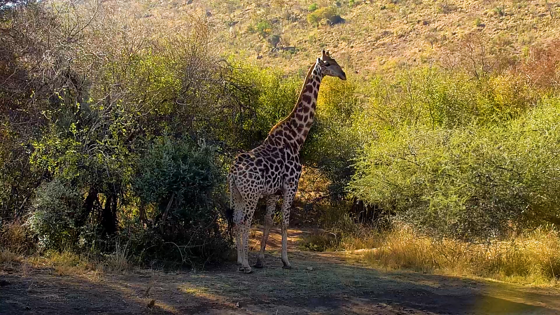 Giraffe Takes a Drink... Then Zones Out