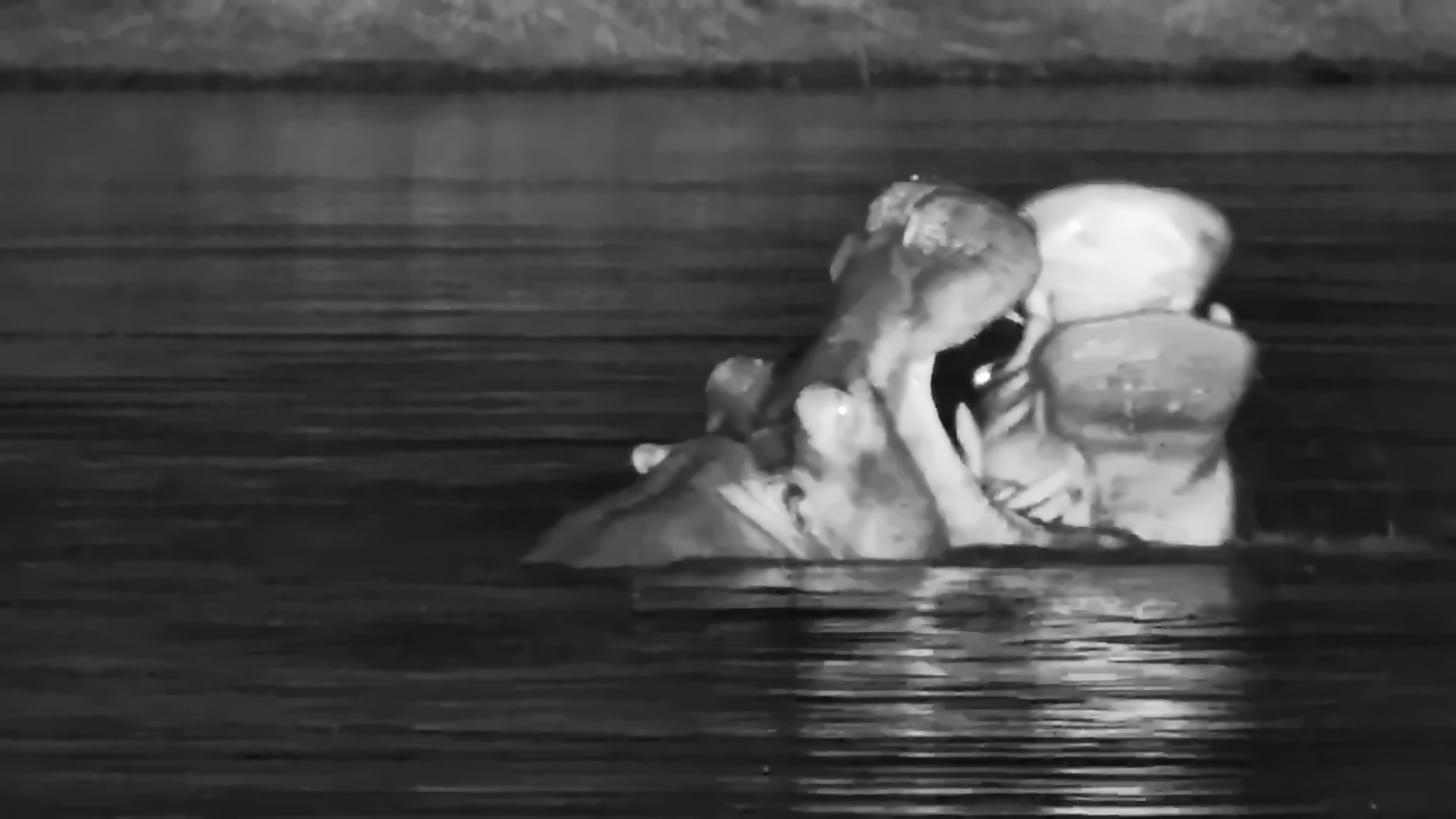 Hippos Face Off in the Darkness