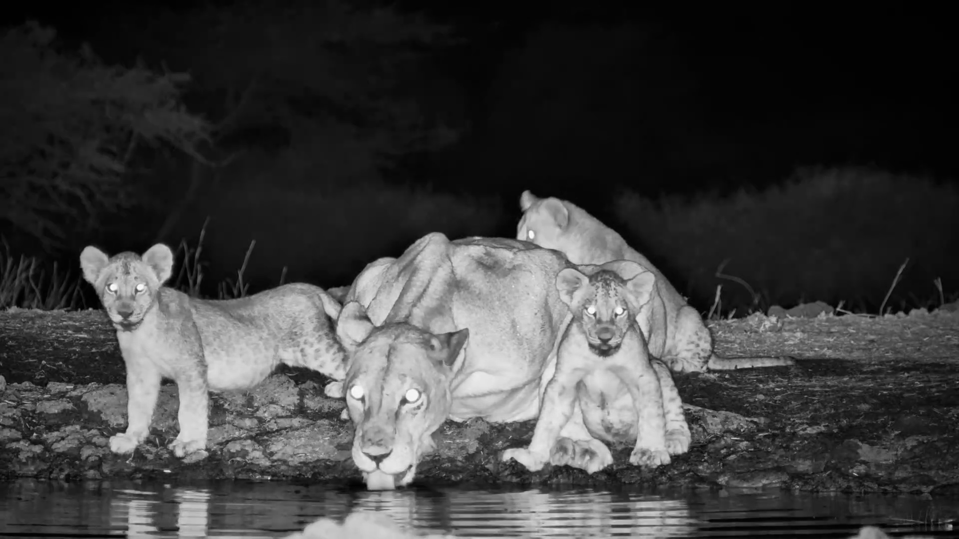 Kukuokeli Can't Even Get a Drink Without the Cubs
