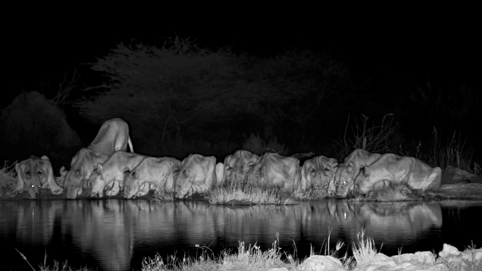 So Many Lions! A Pride Gathers at the Waterhole at Night