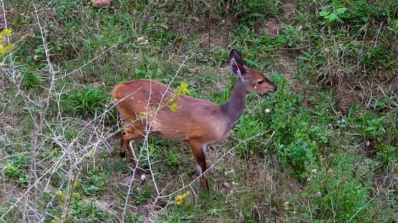A Quiet Walk Takes a Sudden Turn for This Bushbuck
