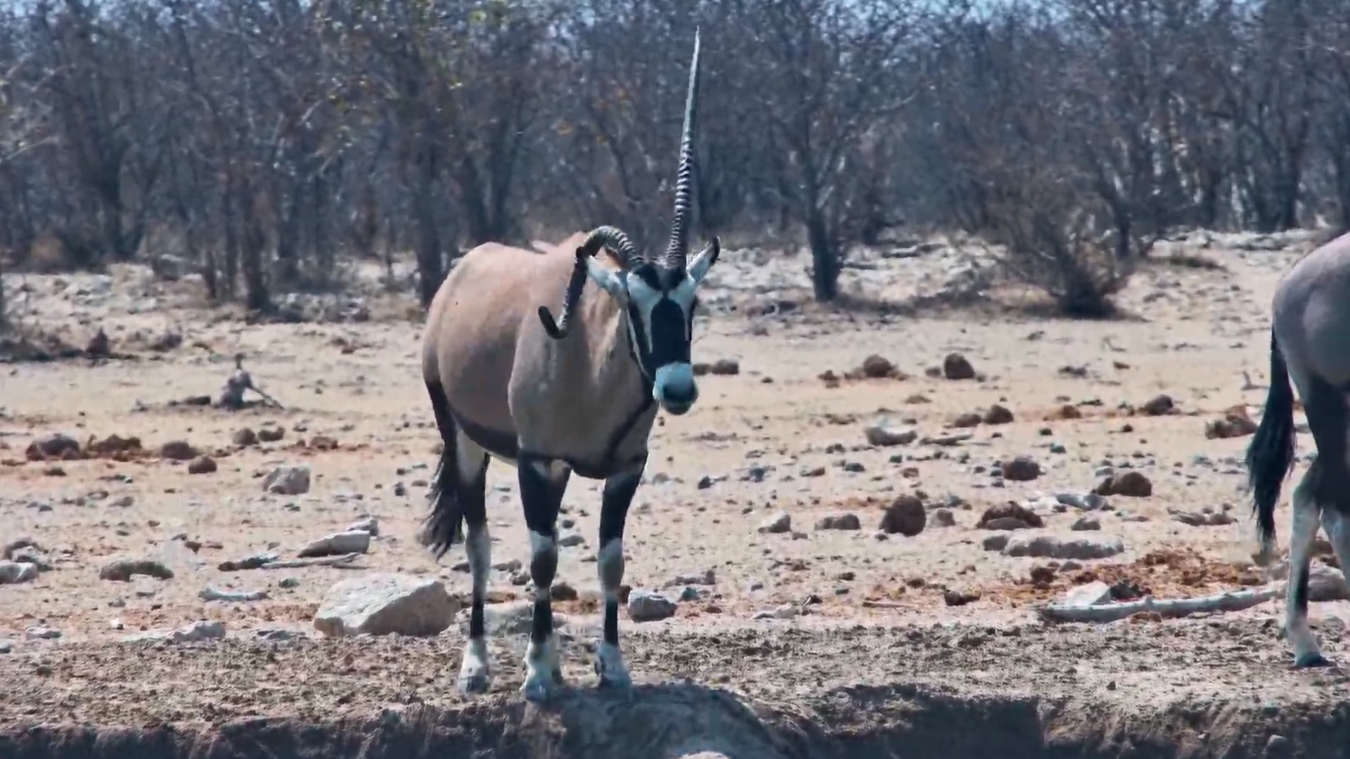 This Gemsbok Has One VERY Unusual Horn!