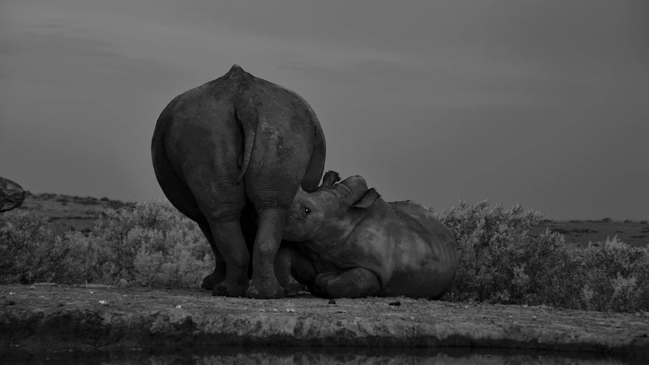 This Rhino Calf Has a LOT to Say About Milk