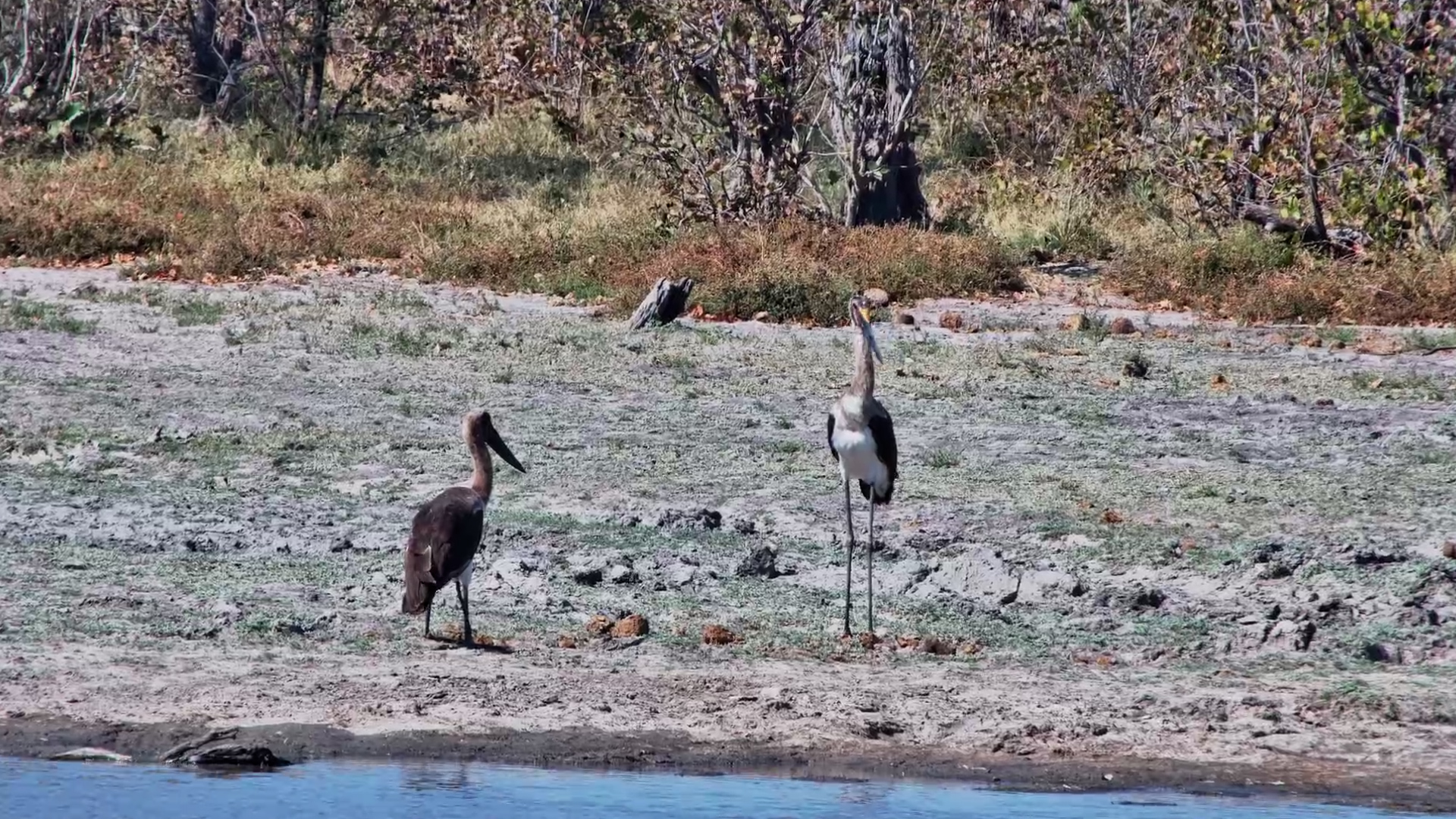 Two Young Saddle-Billed Storks Hang Out at Twin Pan