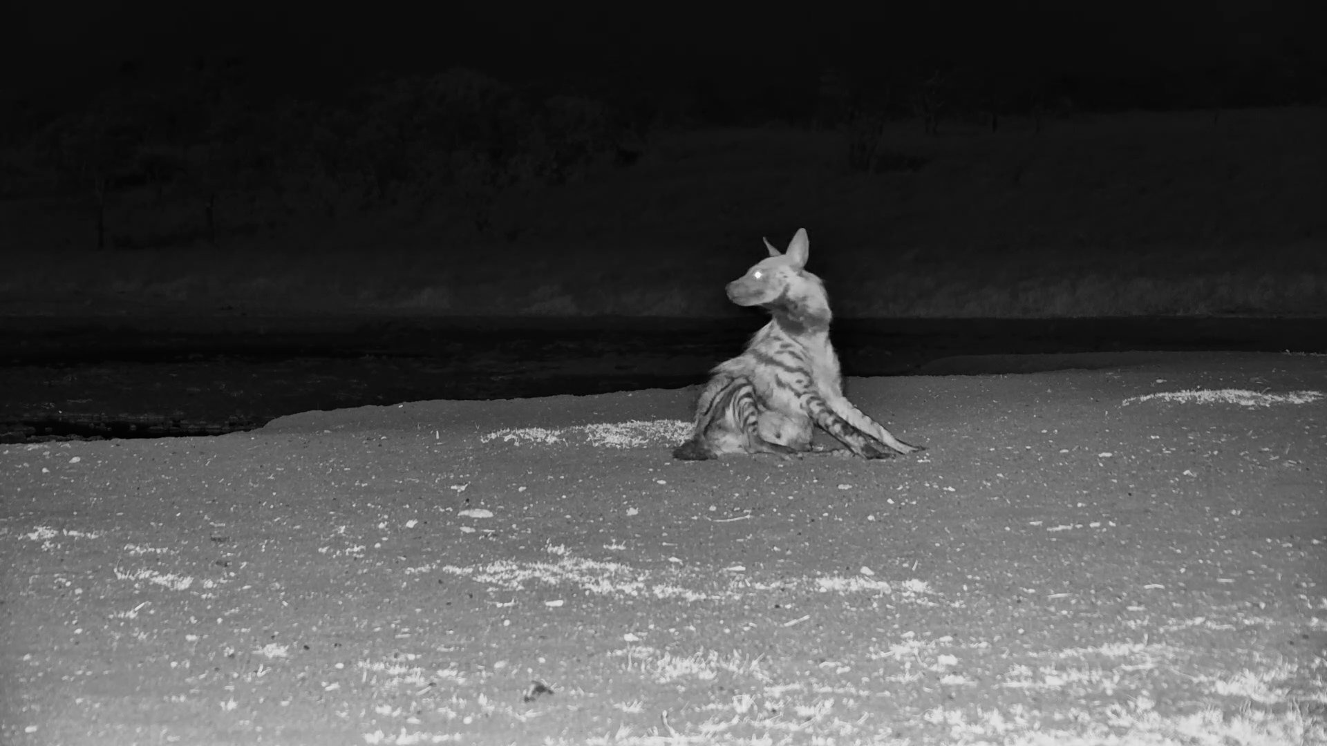 Striped Hyena Stops for a Drink & a Scratch After Dark