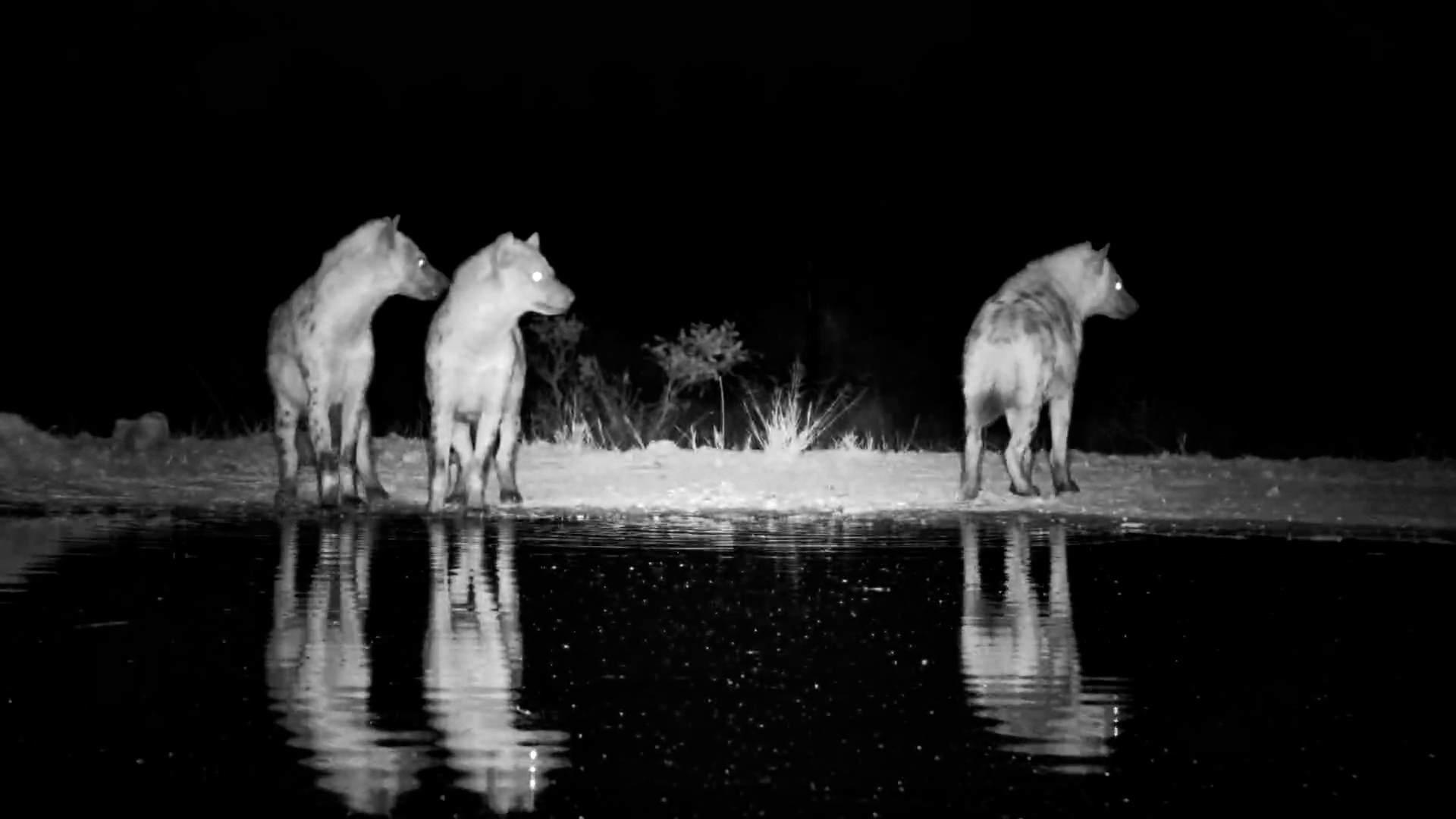 Three Spotted Hyenas Arrive for a Drink After Dark