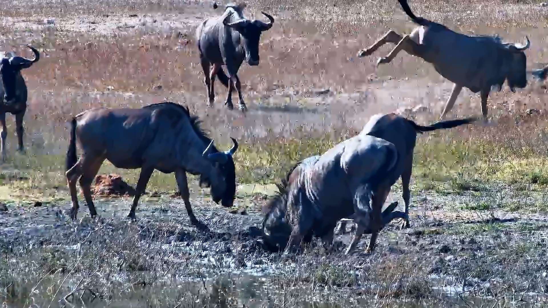 Mud, Mud and More Mud! Wildebeest Love It