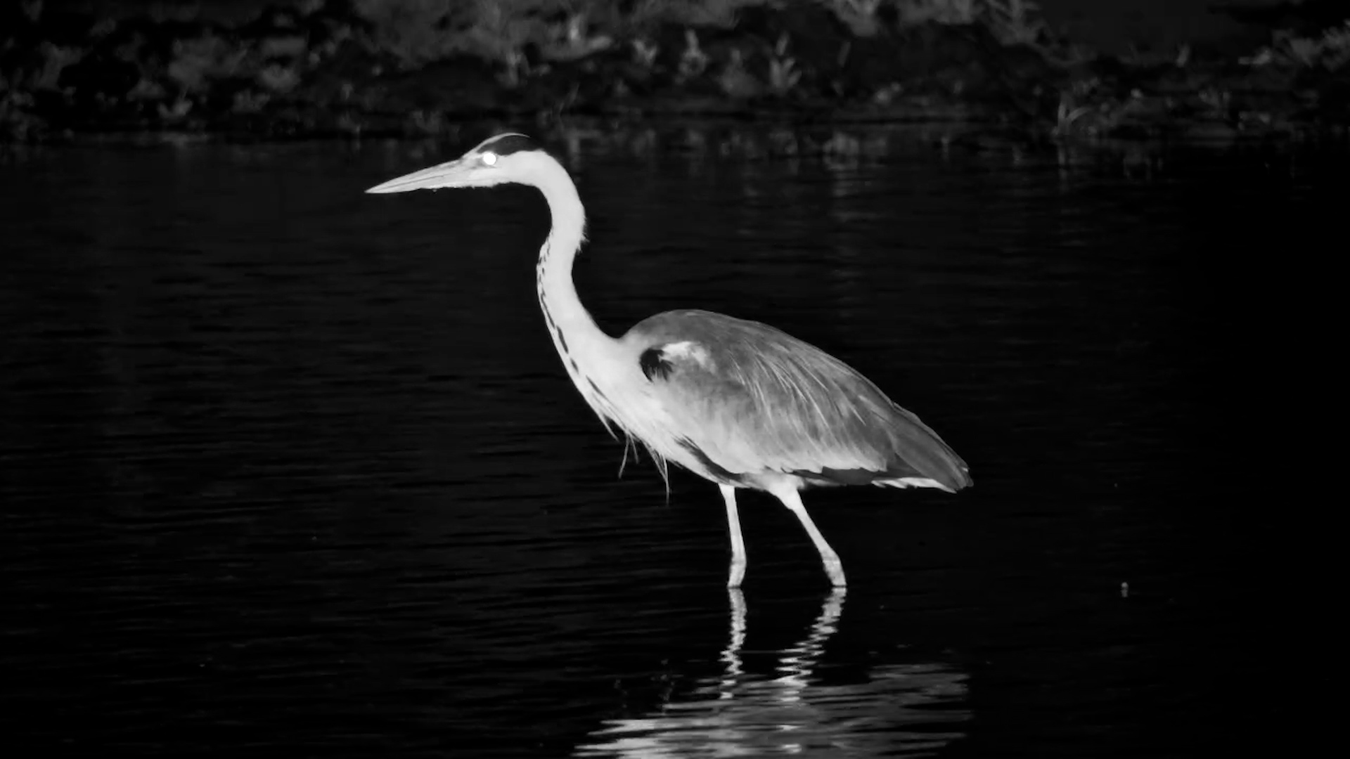 Grey Heron Hunts in the Dark at Simbavati Waterside