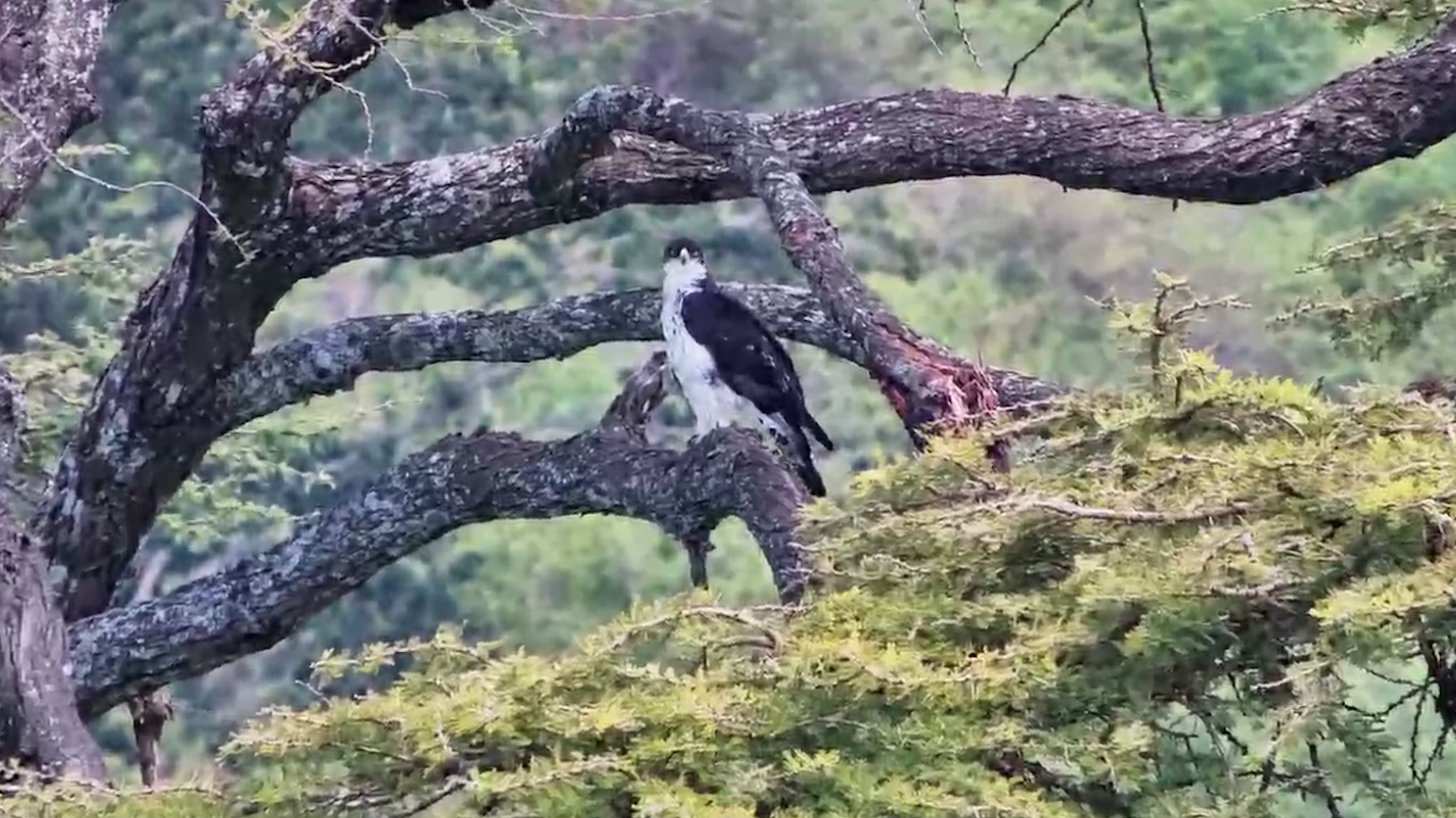 An African Hawk-Eagle Watched From High Above