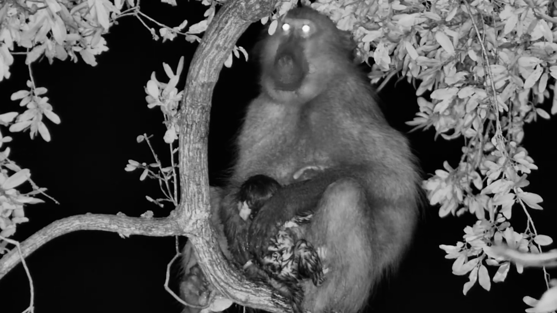 Incredible Moment: Baboon Gives Birth in a Tree