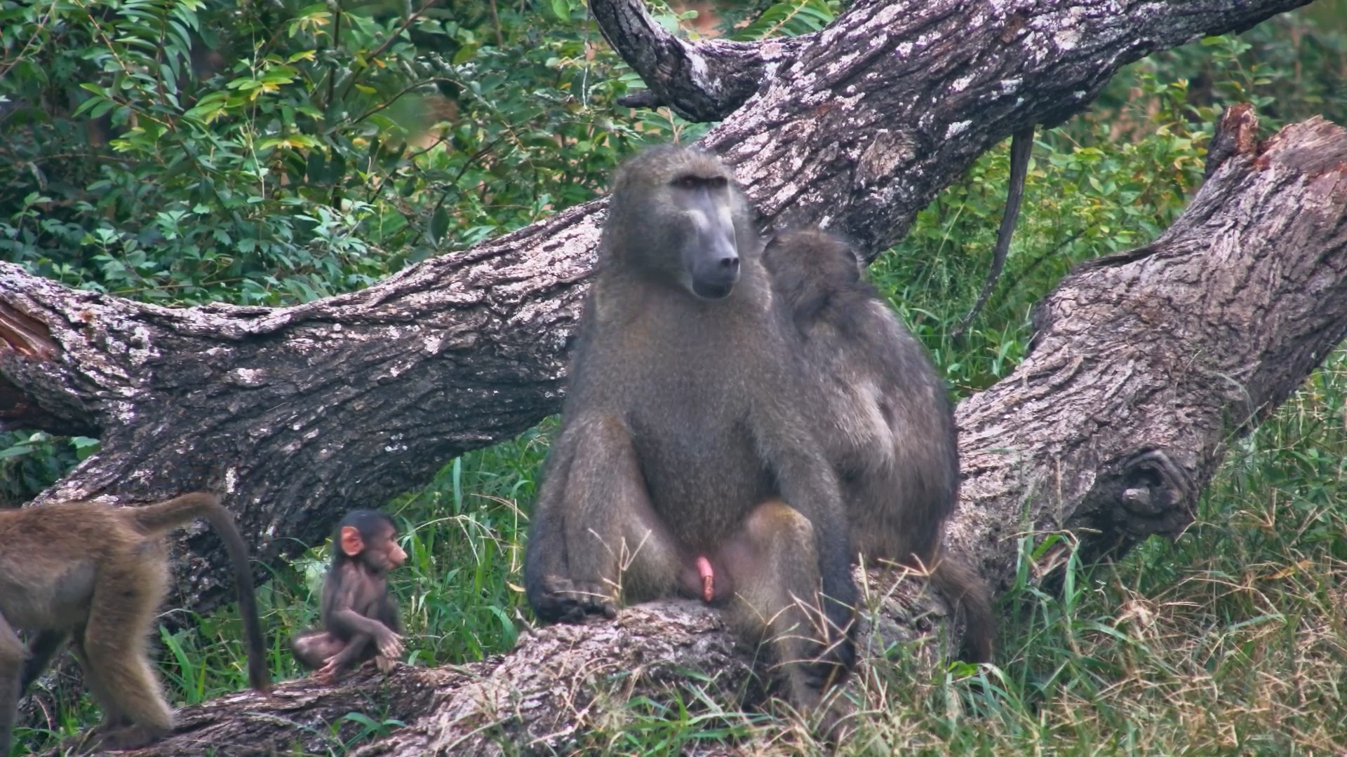 Baboons Relax at the Waterhole