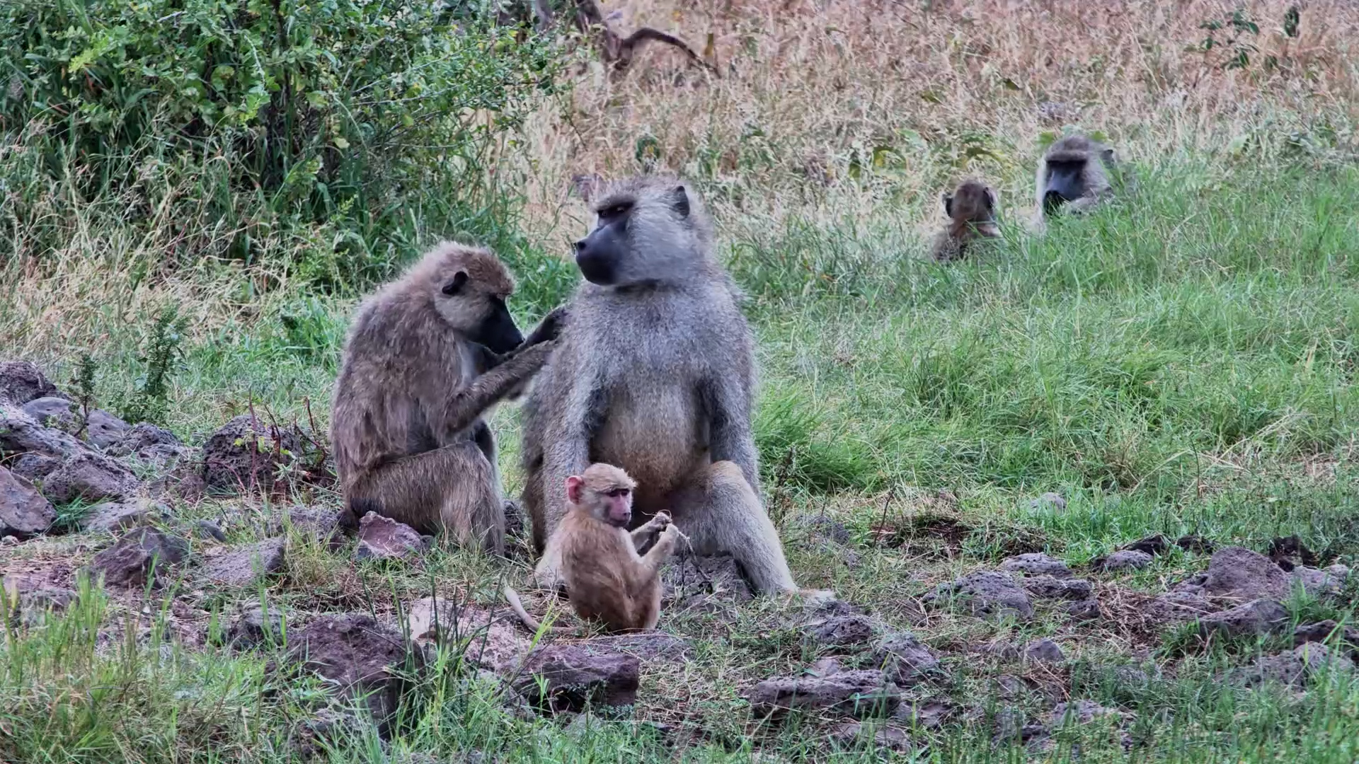 Baboon Family Life
