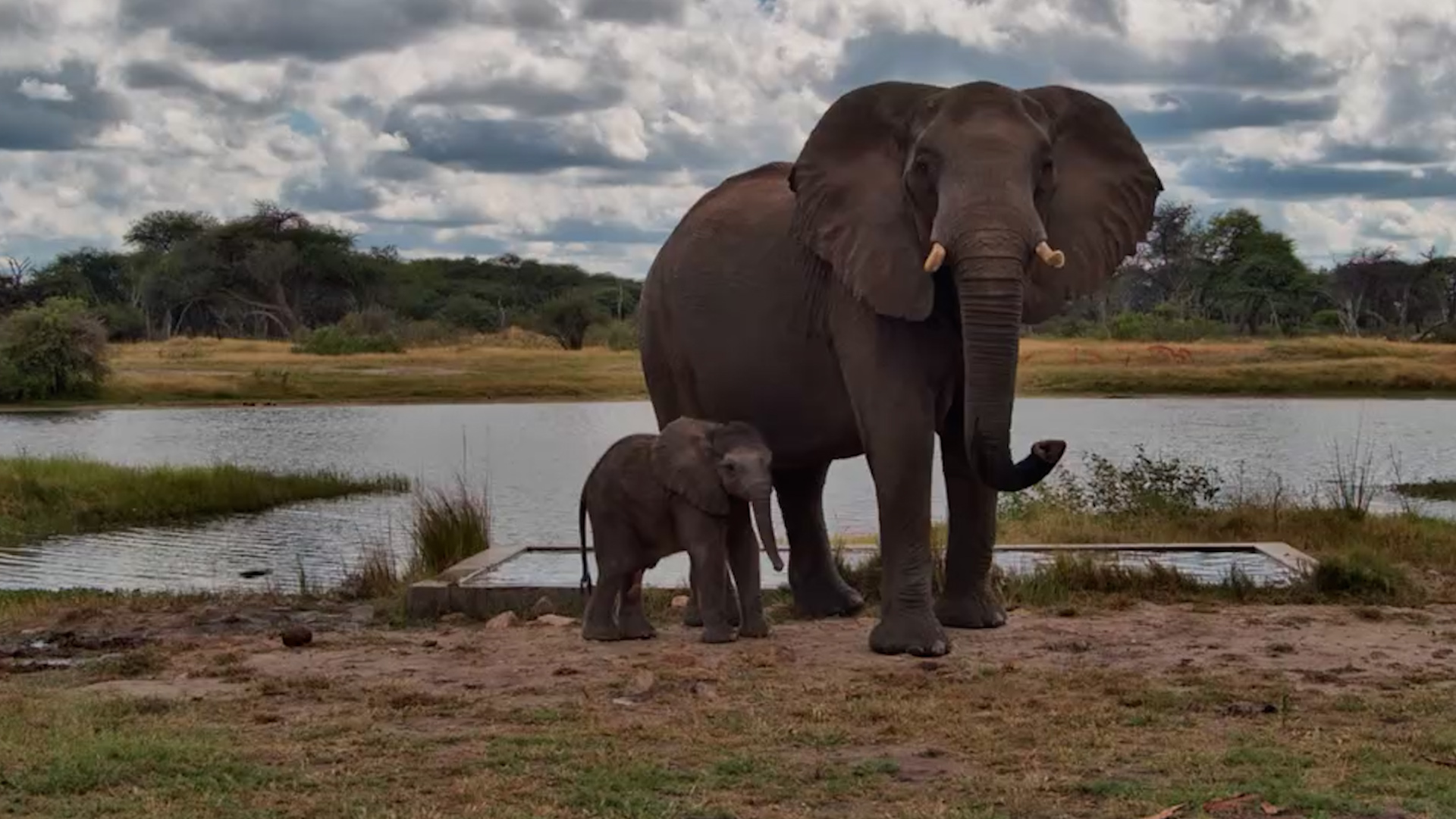 A Calf So Small It Walks Under Mum