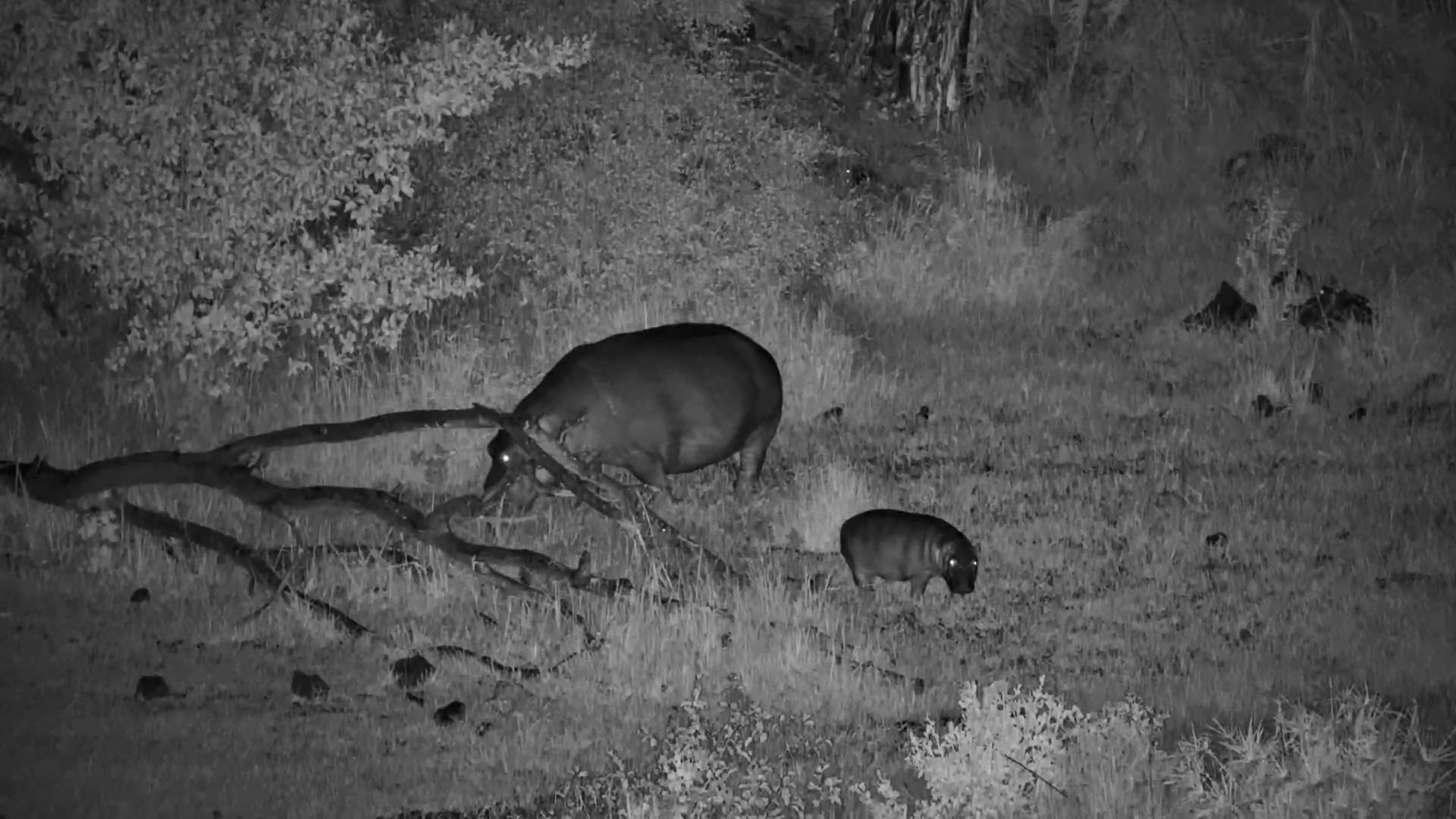 Tiny Hippo Follows Mum in the Dark