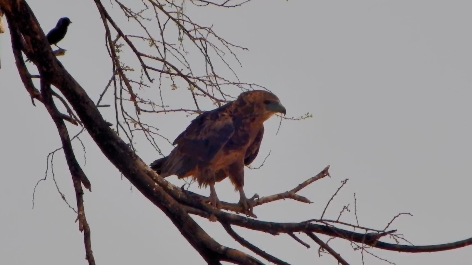 Juvenile Bateleur Eagle Perched by the Waterhole