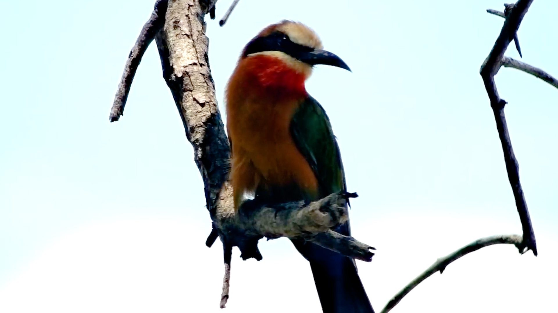 Birdlife Beauty at Tembo Plains