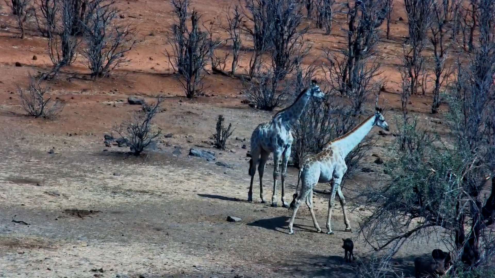 Rare Beauty: Pale Giraffes Grace Vic Falls Safari Lodge Waterhole