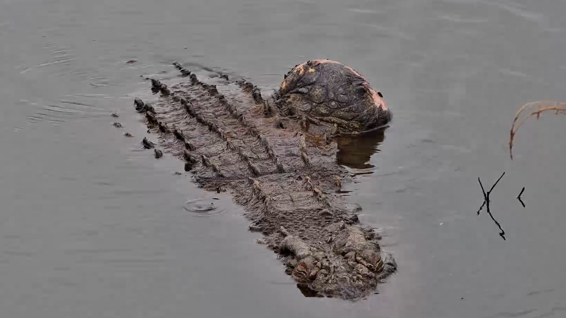 Meet “Bubbles” the Crocodile | The Bizarre Injury That Created a Bubble
