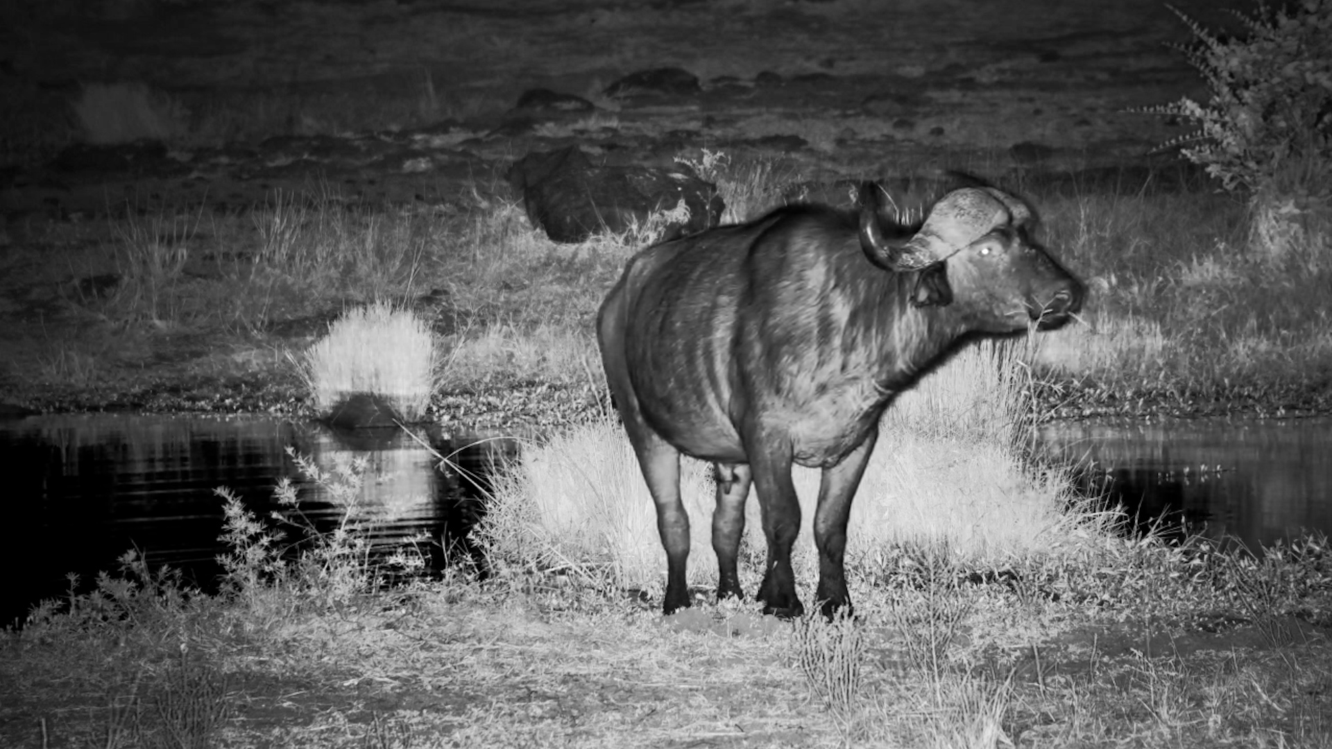 Buffalo Herd at the Waterhole
