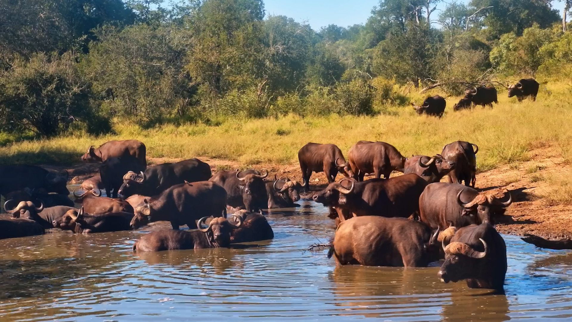 Waterhole Takeover Mode… Buffalo at Serondella