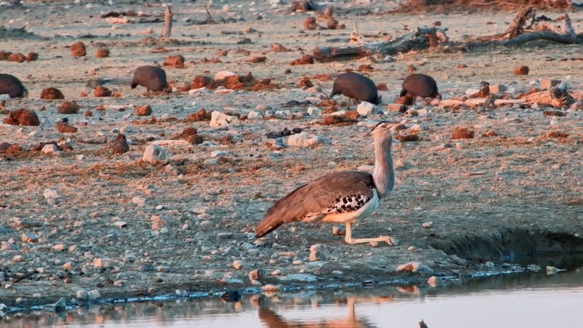 Everyone's in a Hurry Except This Kori Bustard