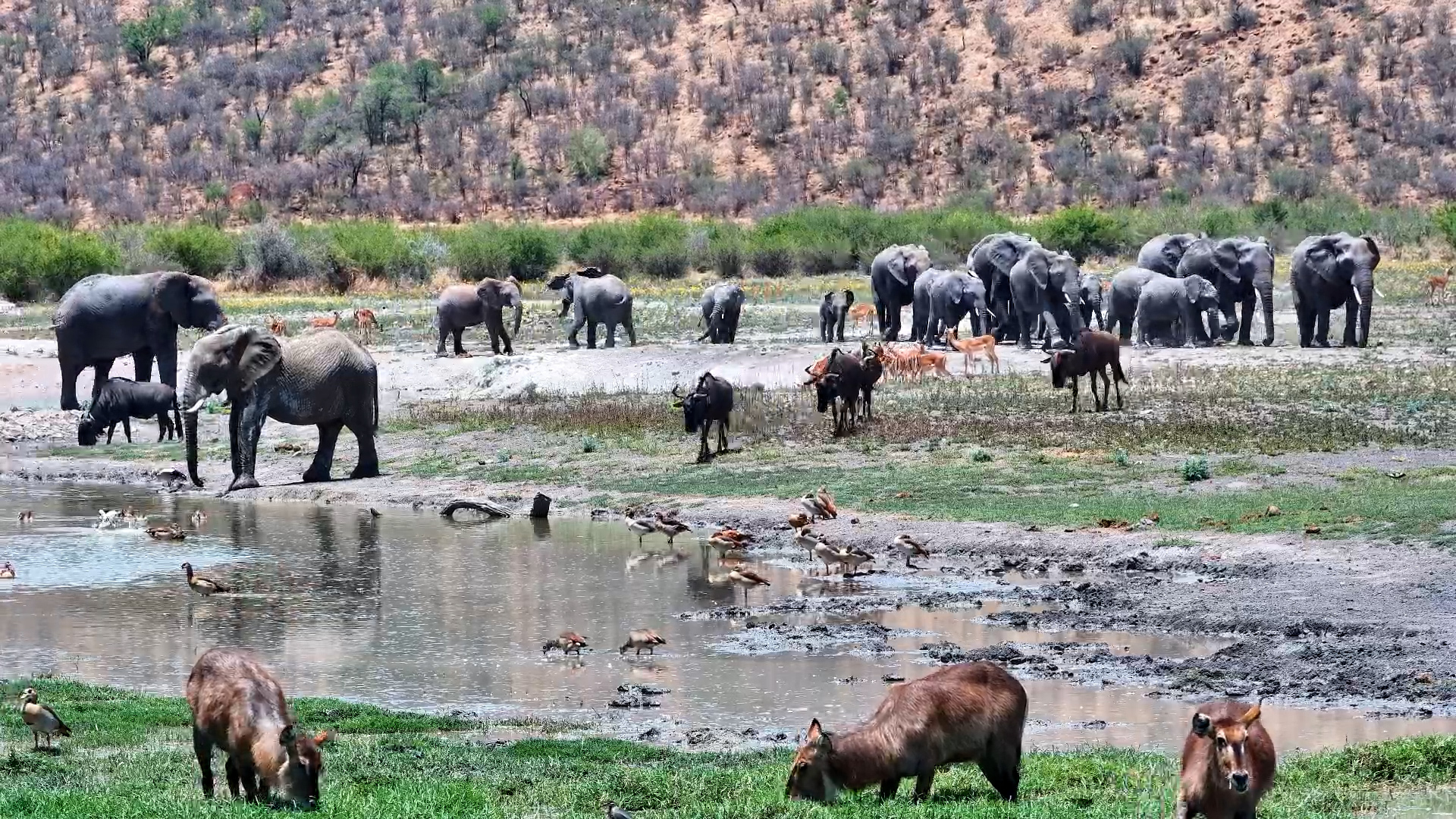 Elephant Herd Walks to Drink and Mud Bath