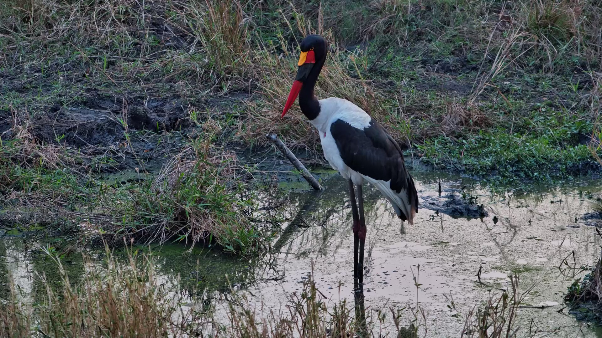 Saddle-Billed Stork Hunts at Roy’s Dam Waterhole