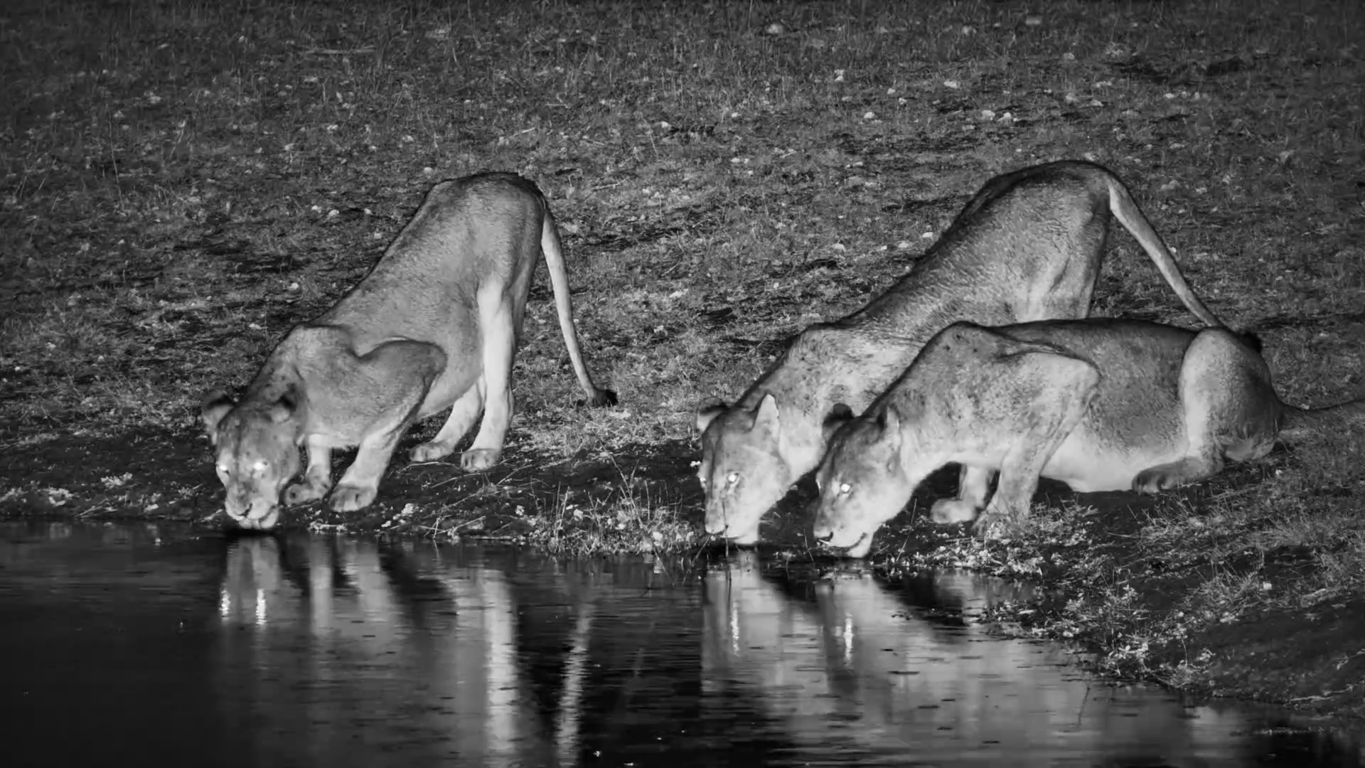 Sabi Sands After Dark: Lionesses in the Rain