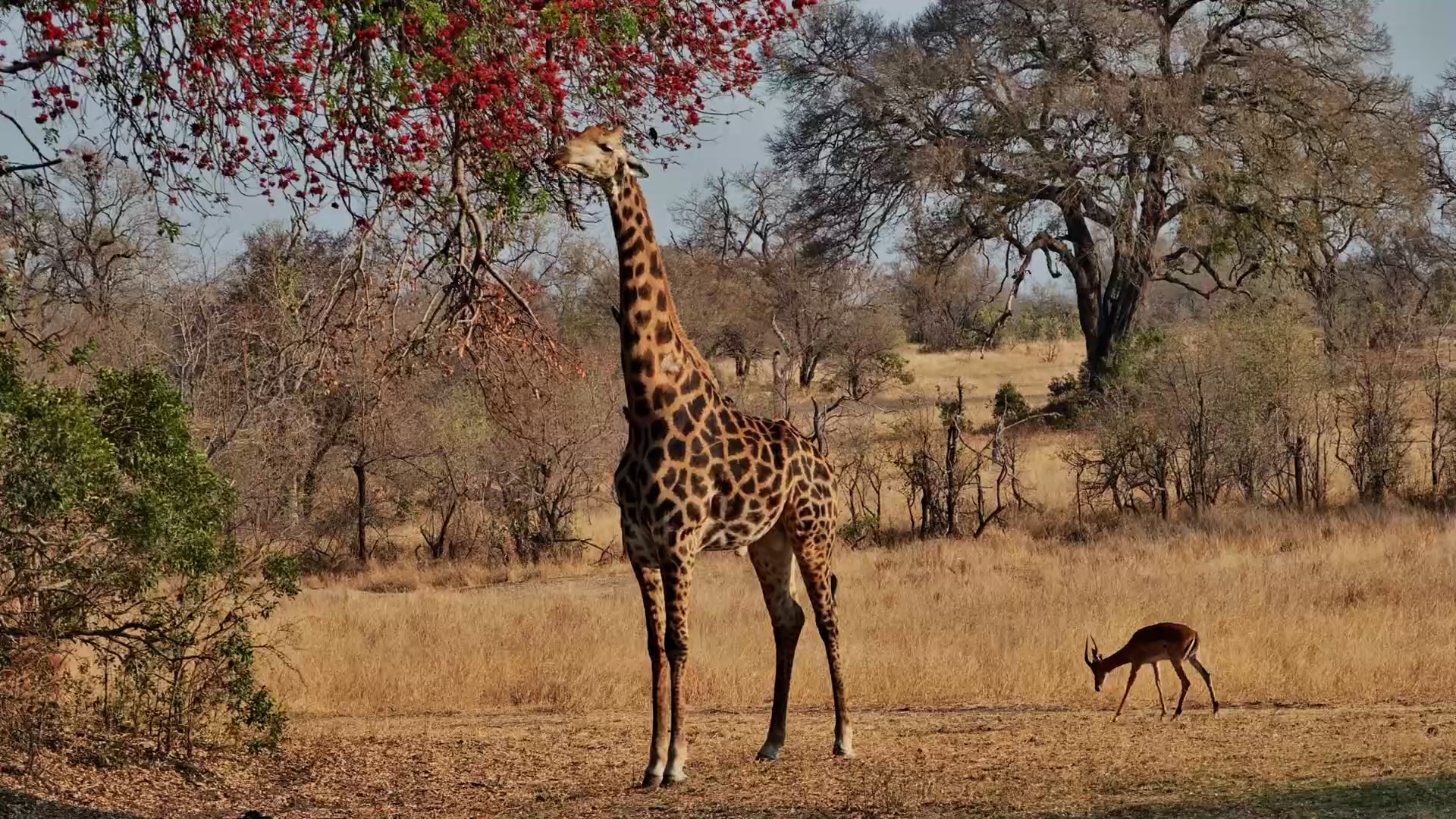 Stretching Tall | Giraffe Reaches for the Highest Leaves